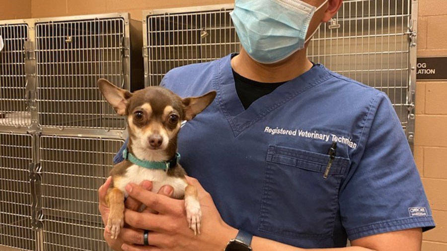 The chihuahua was taken to the Coachella Valley Animal Campus in Thousand Palms for an examination. (Riverside County Department of Animal Services)