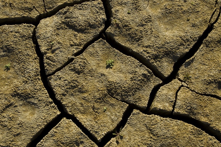 A tiny plant struggles to emerge from a cracked, dry lake bed in California. Some researchers believe the region is decades into an emerging “megadrought” (Allen J. Schaben / Los Angeles Times)