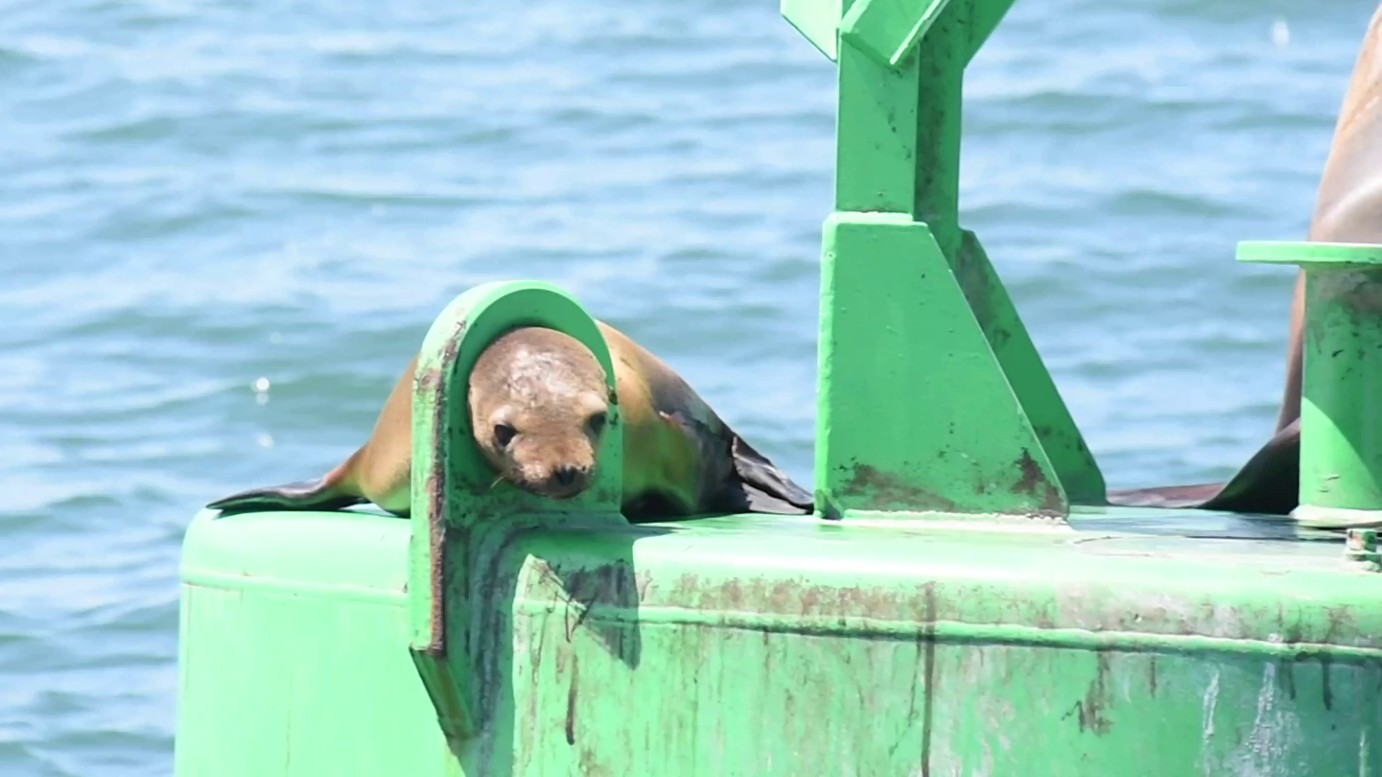 A sea lion with its head stuck in a metal loop off the coast of Point Loma. ( SeaWorld San Diego)