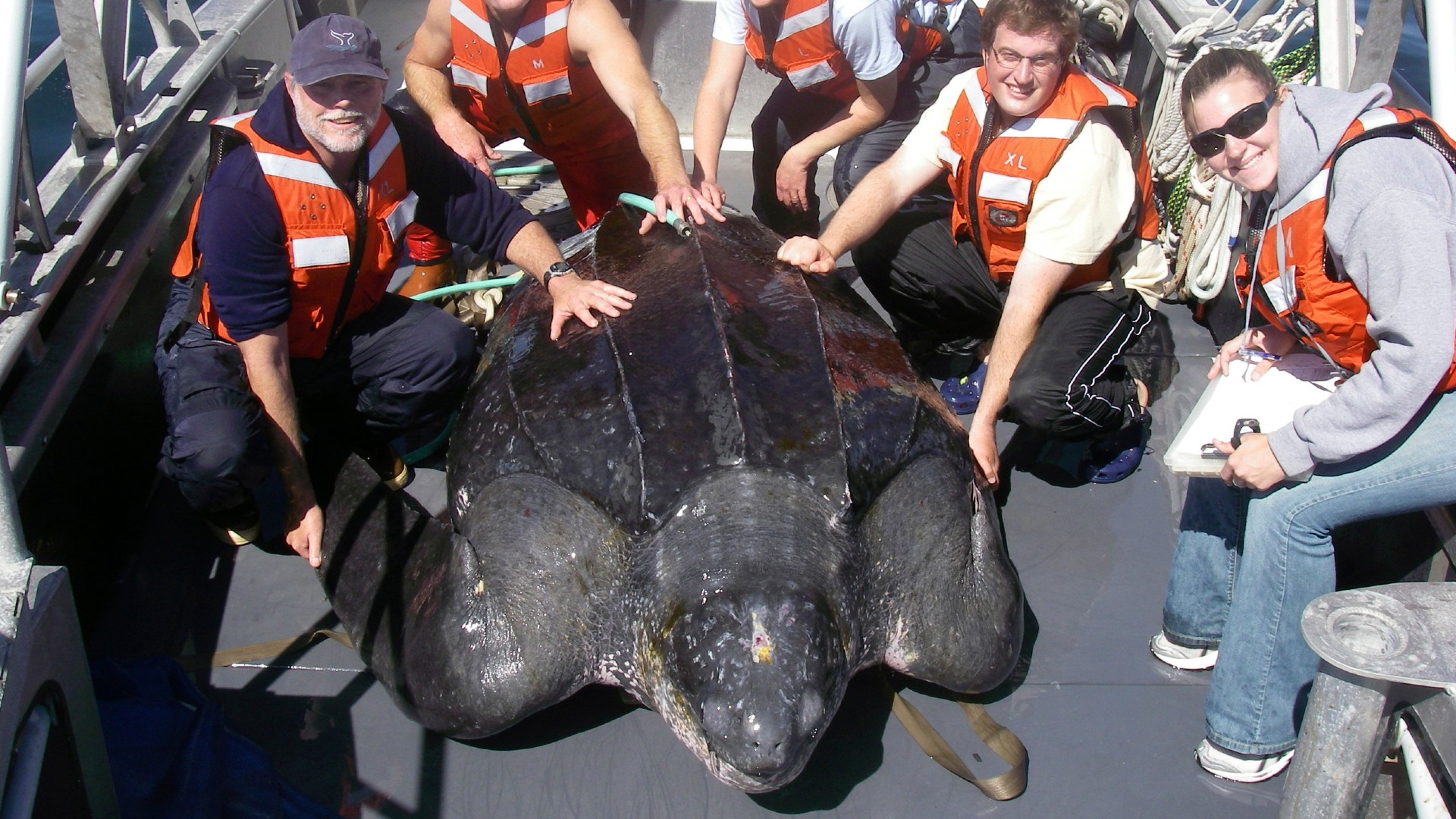 In this photo provided by Heather Harris, taken Sept. 25, 2007, in the waters off central California, scientists including Scott Benson, at far left, can be seen posing with a giant western Pacific leatherback sea turtle as they take measurements and attach a GOP satellite tracking device to its shell. (Heather Harris/NOAA-ESA Permit #15634 via AP)