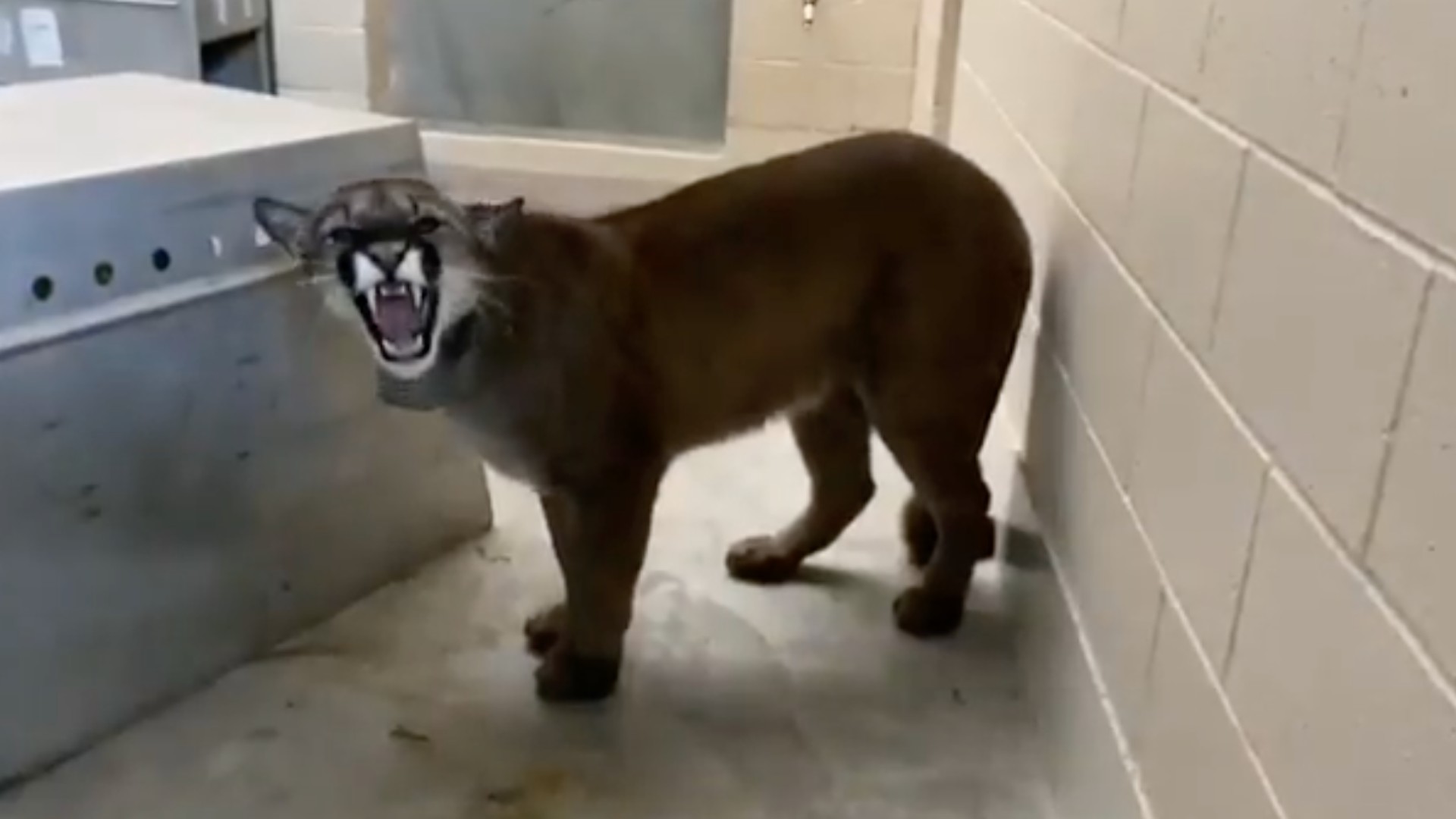 A mountain lion captured in San Francisco's Bernal Heights neighborhood is see on May 20,2021, in a still from video shared by the Oakland Zoo.