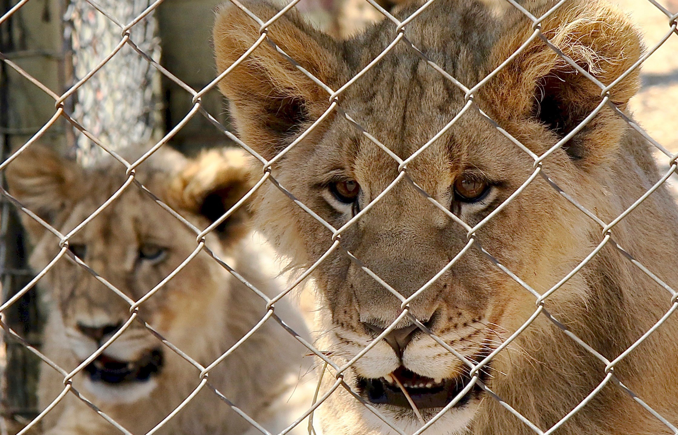 South Africa says it will end its captive lion industry