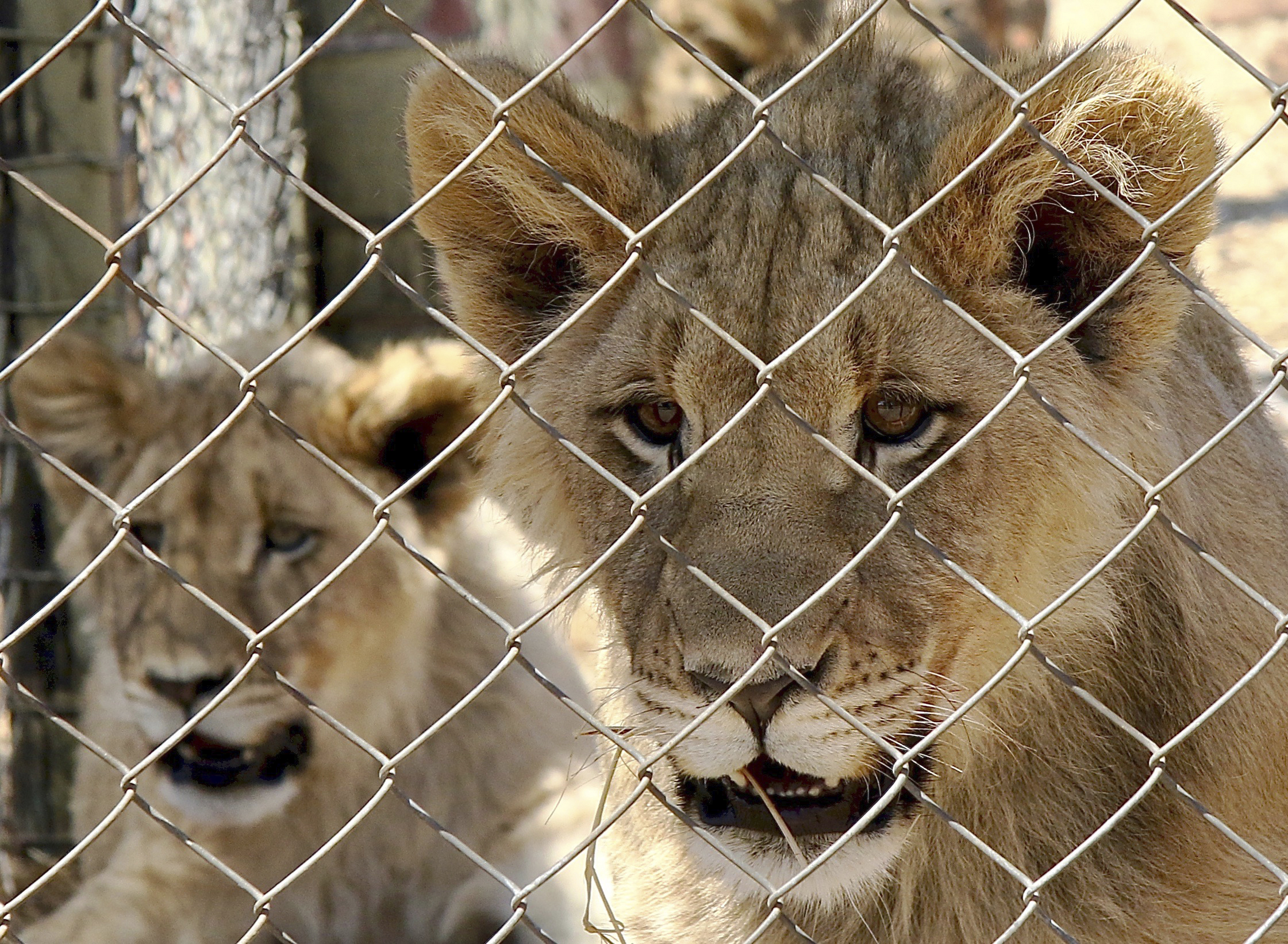 South Africa says it will end its captive lion industry