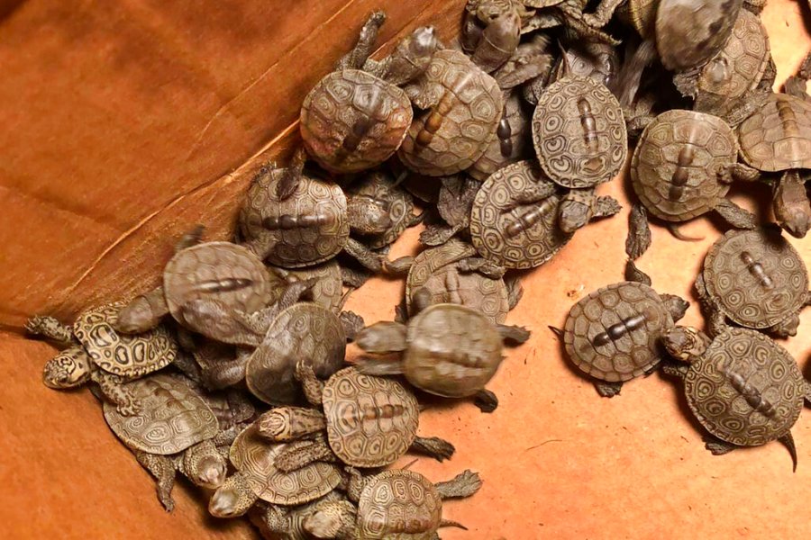 This photo, provided by Stockton University, shows some of the hundreds of diamondback terrapin hatchlings rescued from storm drains by volunteers in Ocean City, NJ. (Lester Block/Stockton University via AP)