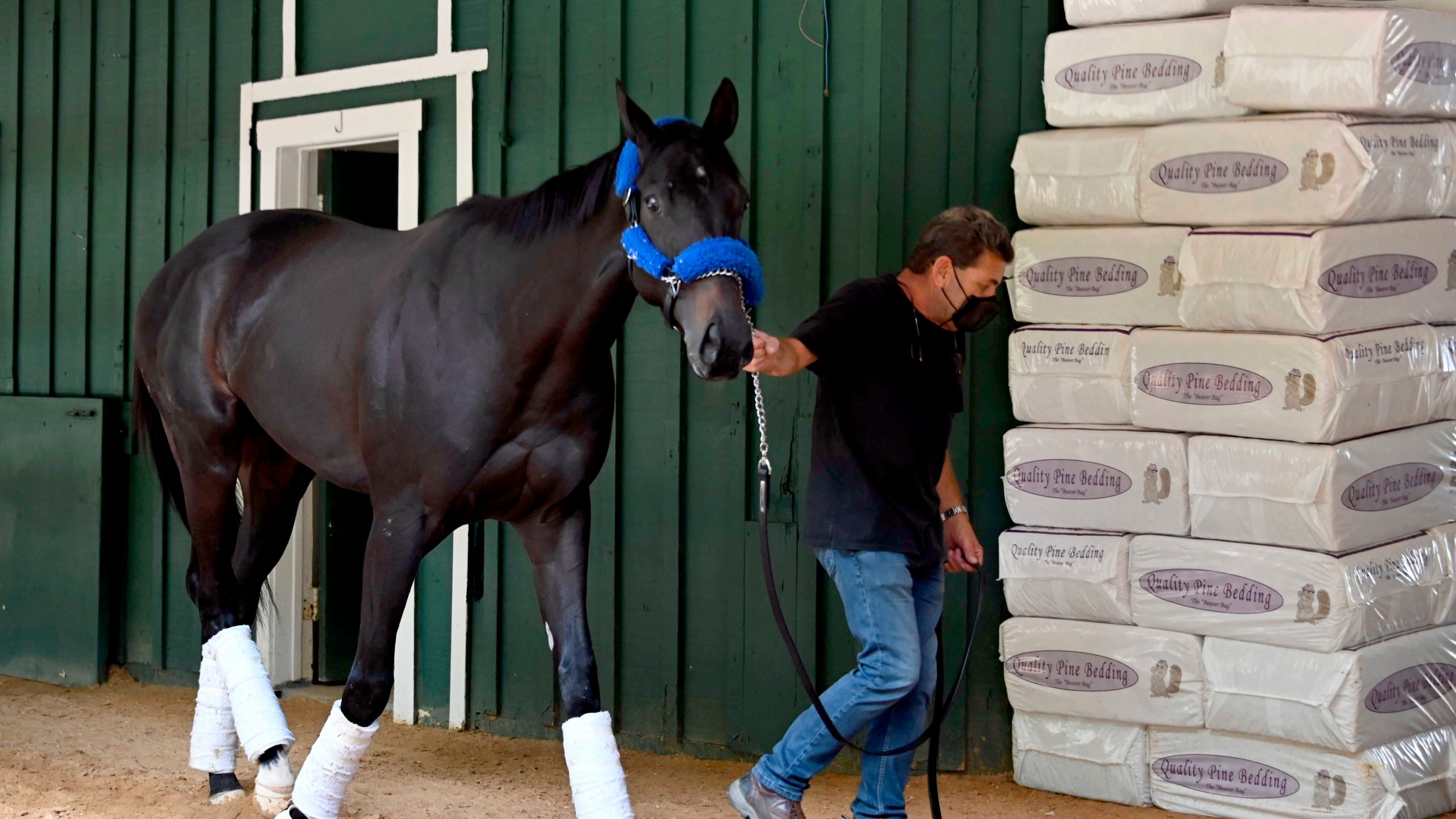 Kentucky Derby winner Medina Spirit walks around the Stakes Barn with assistant trainer Jimmy Barnes after arriving at Pimlico Race Course Monday, May 10, 2021. (Lloyd Fox/The Baltimore Sun via AP)./The Baltimore Sun via AP)