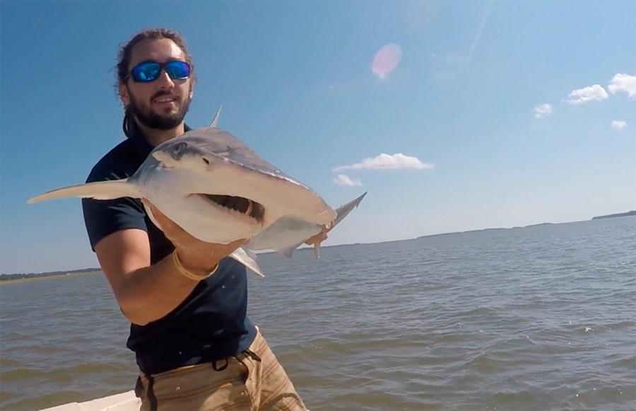 In this Sept. 2015 photo taken by Colby Griffiths on the North Edisto River in South Carolina, scientist Bryan Keller holds a bonnethead shark. Keller is among a group of scientists that found sharks use the Earth’s magnetic field as a sort of natural GPS when they navigate journeys that take them thousands of miles across the world’s oceans. (Photo courtesy Bryan Keller via AP)