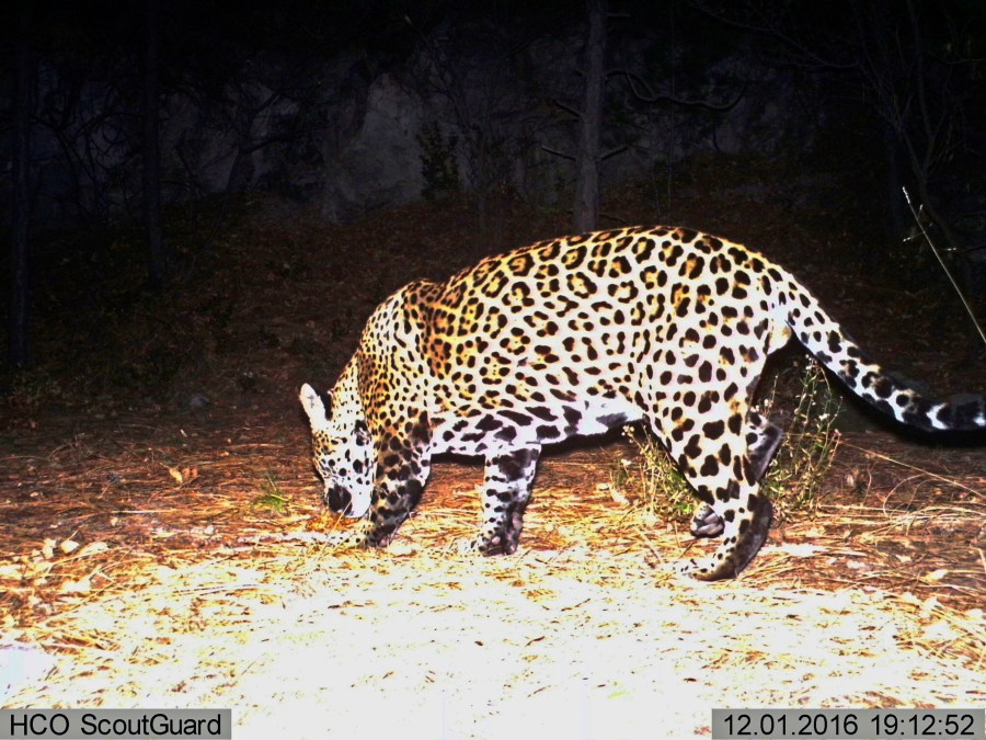 This Dec. 1, 2016 file image from video provided by Fort Huachuca shows a wild jaguar in southern Arizona. (Fort Huachuca via AP, File)This Dec. 1, 2016 file image from video provided by Fort Huachuca shows a wild jaguar in southern Arizona. (Fort Huachuca via AP, File)