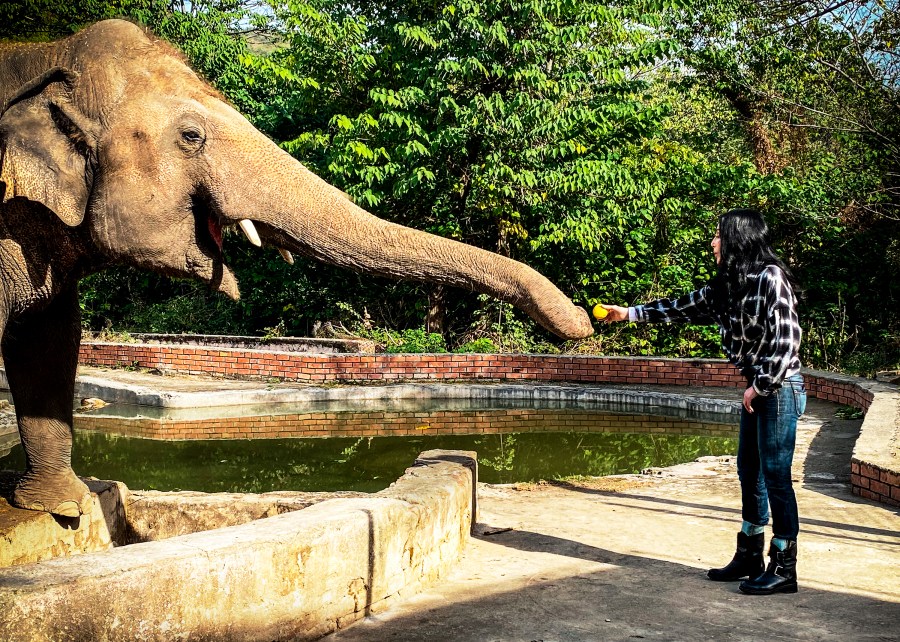 This image released by The Smithsonian Channel shows Cher feeding elephant Kaavan in a scene from "Cher & The Loneliest