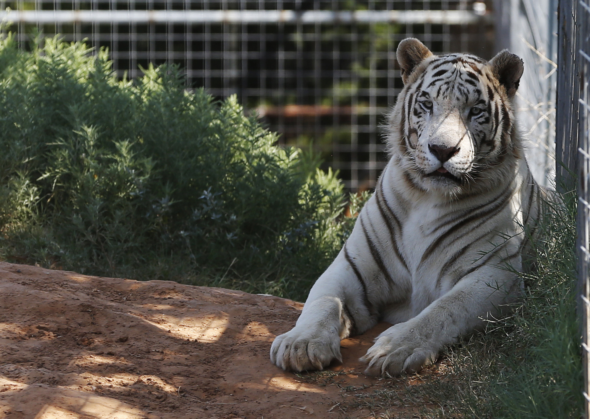 In this Wednesday, Aug. 28, 2013, file photo, one of the tigers living at the Greater Wynnewood Exotic Animal Park is pictured at the park in Wynnewood, Okla. (AP Photo/Sue Ogrocki, File)