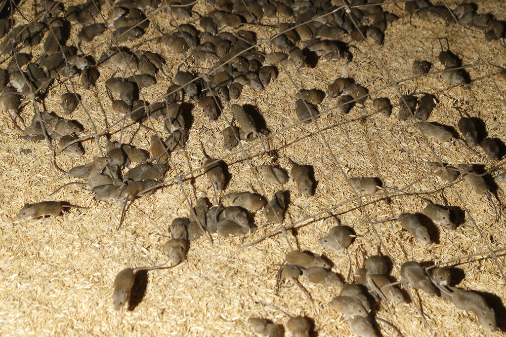 Mice scurry around stored grain on a farm near Tottenham, Australia on May 19, 2021. (AP Photo/Rick Rycroft)