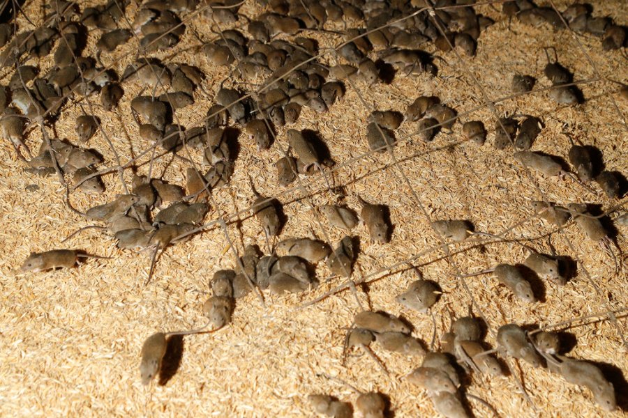 Mice scurry around stored grain on a farm near Tottenham, Australia on May 19, 2021. (AP Photo/Rick Rycroft)