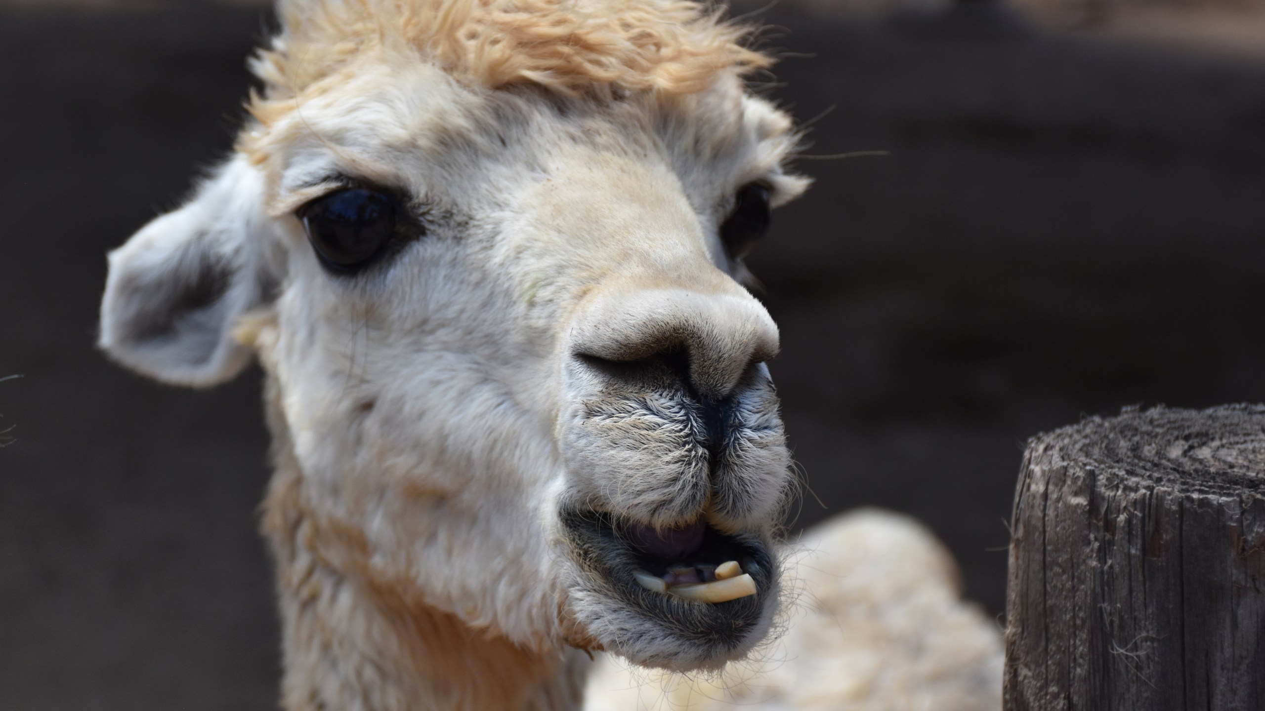 An alpaca is seen in a file photo. (iStock/Getty Images Plus)