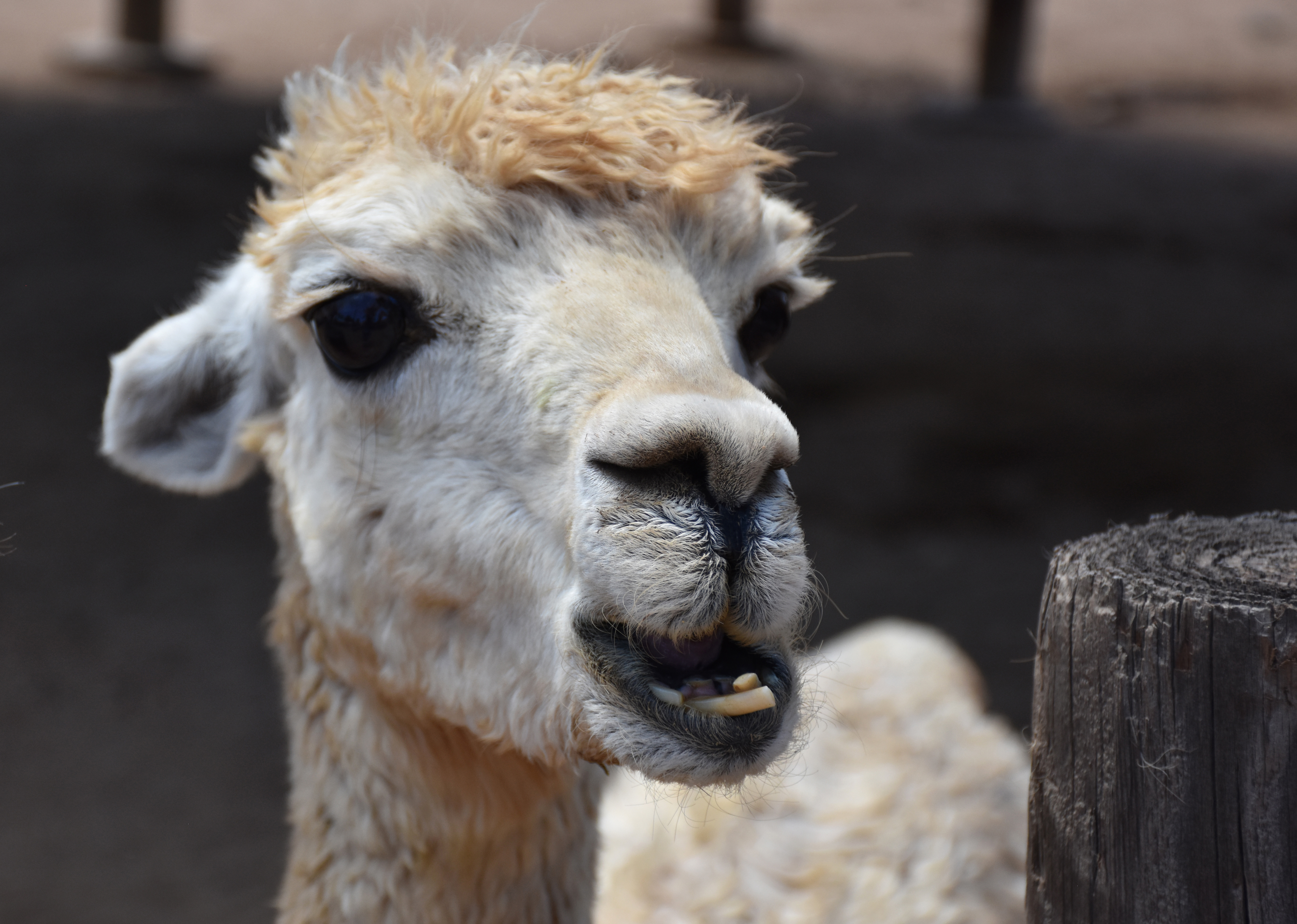 An alpaca is seen in a file photo. (iStock/Getty Images Plus)