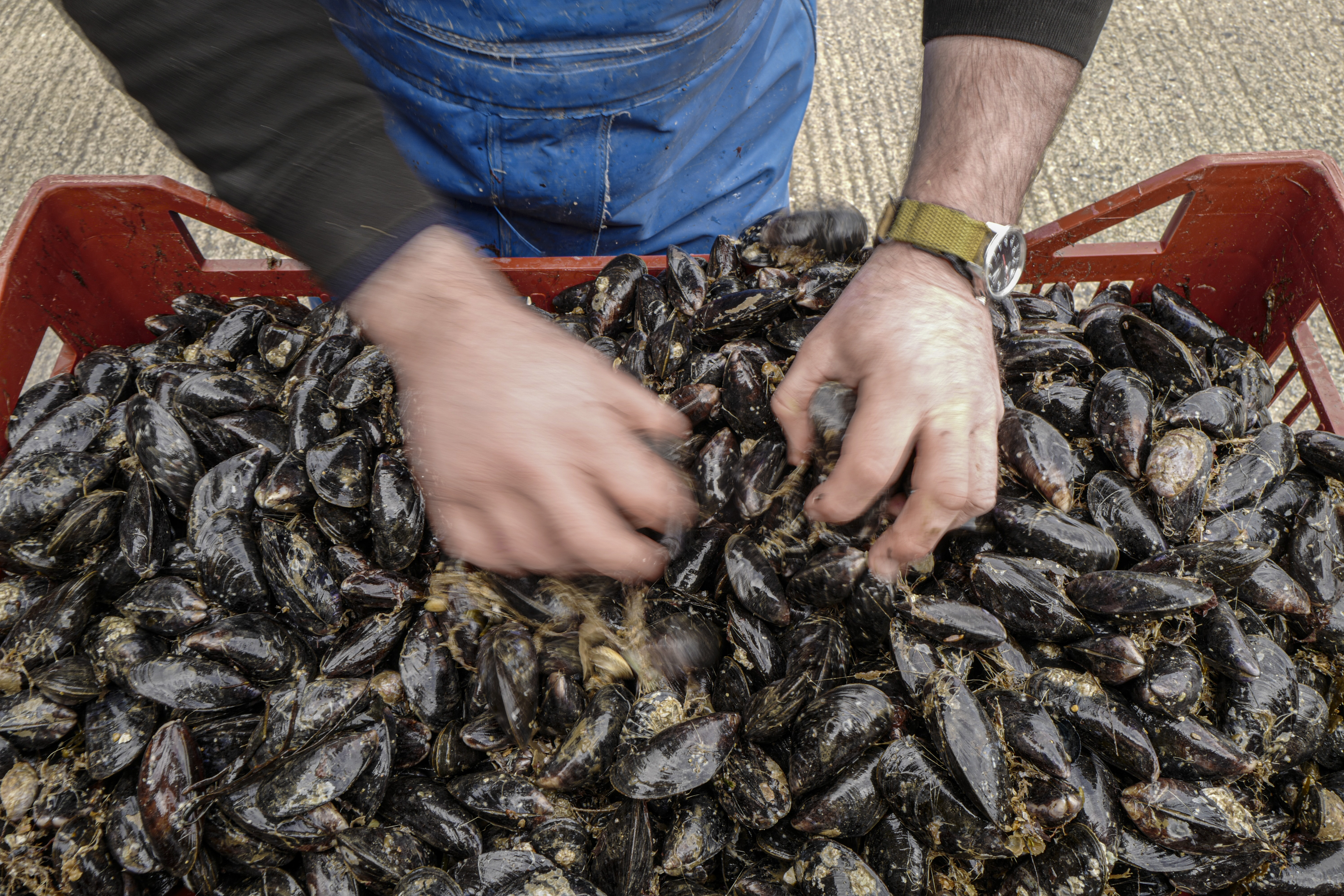 Martin Laity, co-owner of Cornwall shellfish merchants Sailors Creek, sorts mussels for purification on March 12, 2021 in Flushing, Falmouth, United Kingdom. (Hugh Hastings/Getty Images)