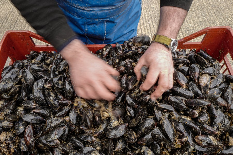 Martin Laity, co-owner of Cornwall shellfish merchants Sailors Creek, sorts mussels for purification on March 12, 2021 in Flushing, Falmouth, United Kingdom. (Hugh Hastings/Getty Images)