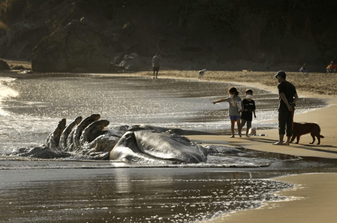 Visitors to Muir Beach look at a decomposing gray whale on April 17.(Carolyn Cole / Los Angeles Times)