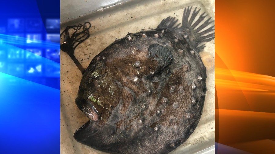 A Pacific footballfish, a type of anglerfish that typically lives thousands of feet underwater, washed ashore at Crystal Cove State Beach in Newport Beach last week.(Crystal Cove State Park)