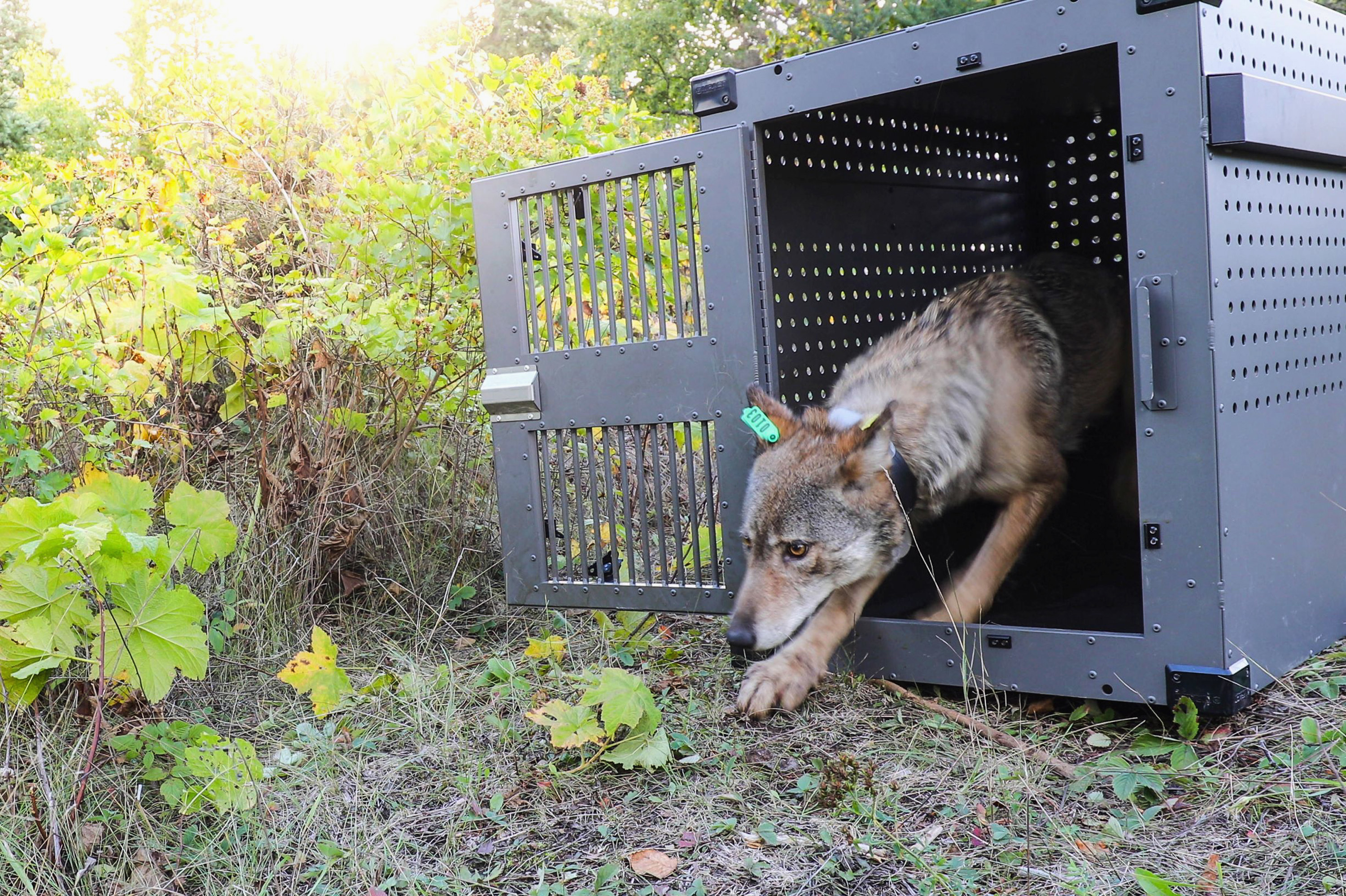 A 4-year-old female gray wolf emerges from her cage as it is released at Isle Royale National Park in Michigan on Sept. 26, 2018, in this photo provided by the National Park Service.