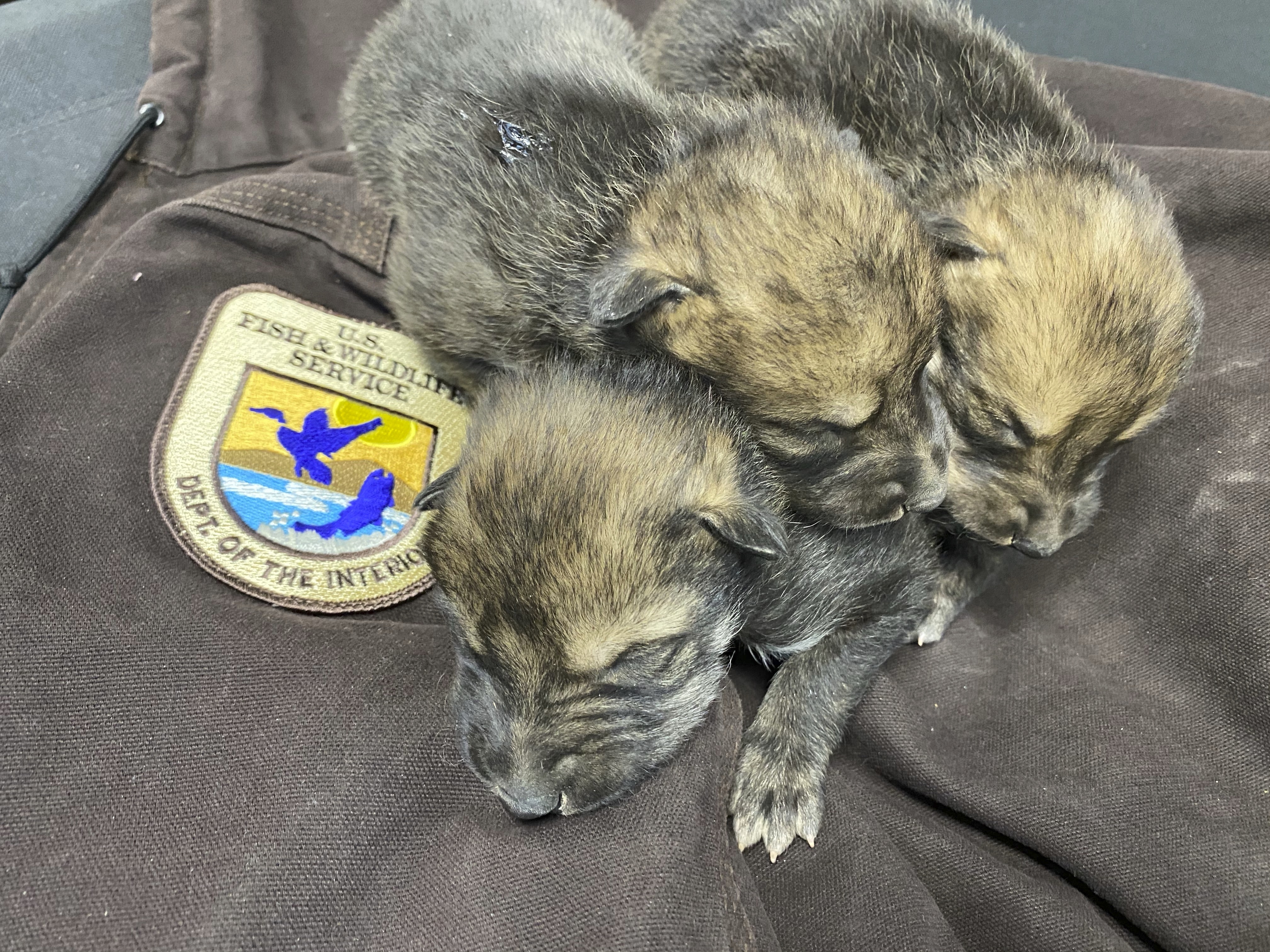 This undated image provided by the U.S. Fish and Wildlife Service's Mexican Wolf Interagency Field Team shows a litter of pups before being placed into a den in the wild as part of the agency's cross-fostering program in southwestern New Mexico. (U.S. Fish and Wildlife Service via AP)