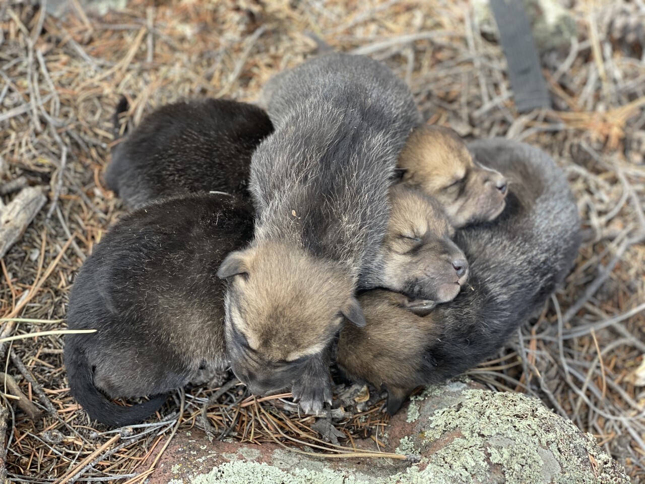 This undated image provided by the U.S. Fish and Wildlife Service's Mexican Wolf Interagency Field Team shows a litter of captive-bred pups before being placed into a den in the wild in southwestern New Mexico as part of a cross-fostering program. (U.S. Fish and Wildlife Service via AP)