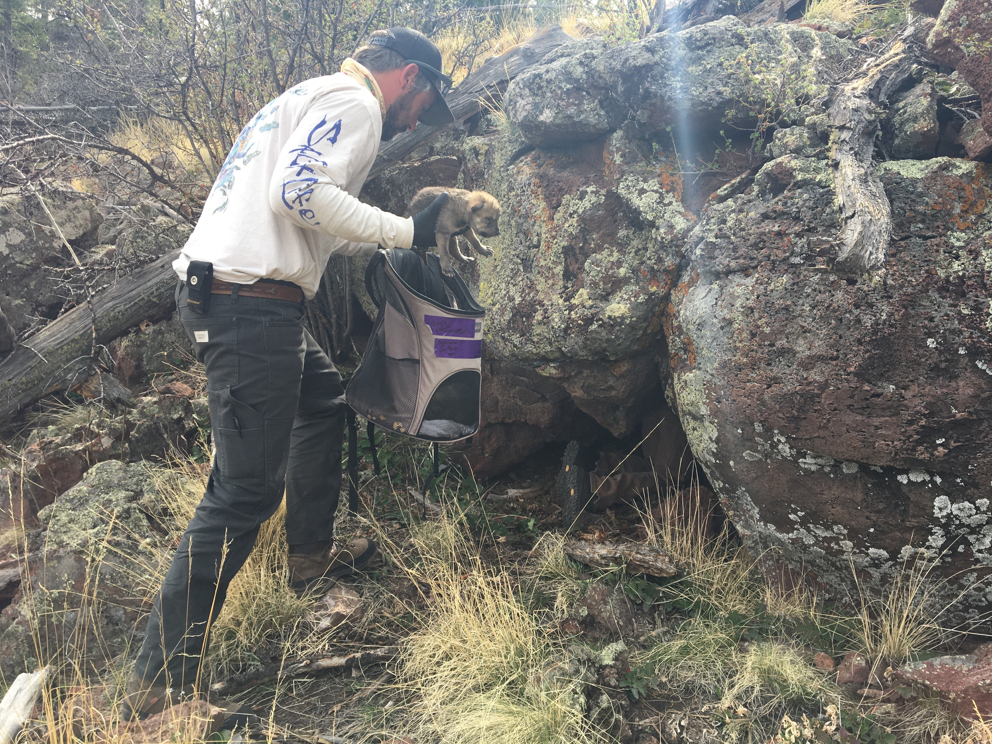 This undated image provided by the U.S. Fish and Wildlife Service's Mexican Wolf Interagency Field Team shows a member of the team placing a captive-bred pup into a den in the wild in southwestern New Mexico as part of a cross-fostering program. (U.S. Fish and Wildlife Service via AP)