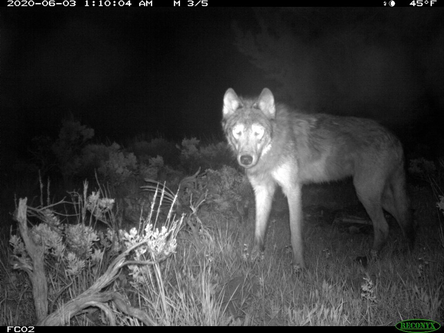 This June 3, 2020, file image released by Colorado Parks and Wildlife shows a wolf on a state game camera in Moffat County, Colo. Colorado wildlife officials say the first gray wolf pups since the 1940s have been spotted in the state. Gov. Jared Polis' office said in a news release Wednesday, June 9, 2021, that a state biologist and district wildlife manager each spotted the litter of at least three wolf pups over the weekend. (Colorado Parks and Wildlife via AP, File)