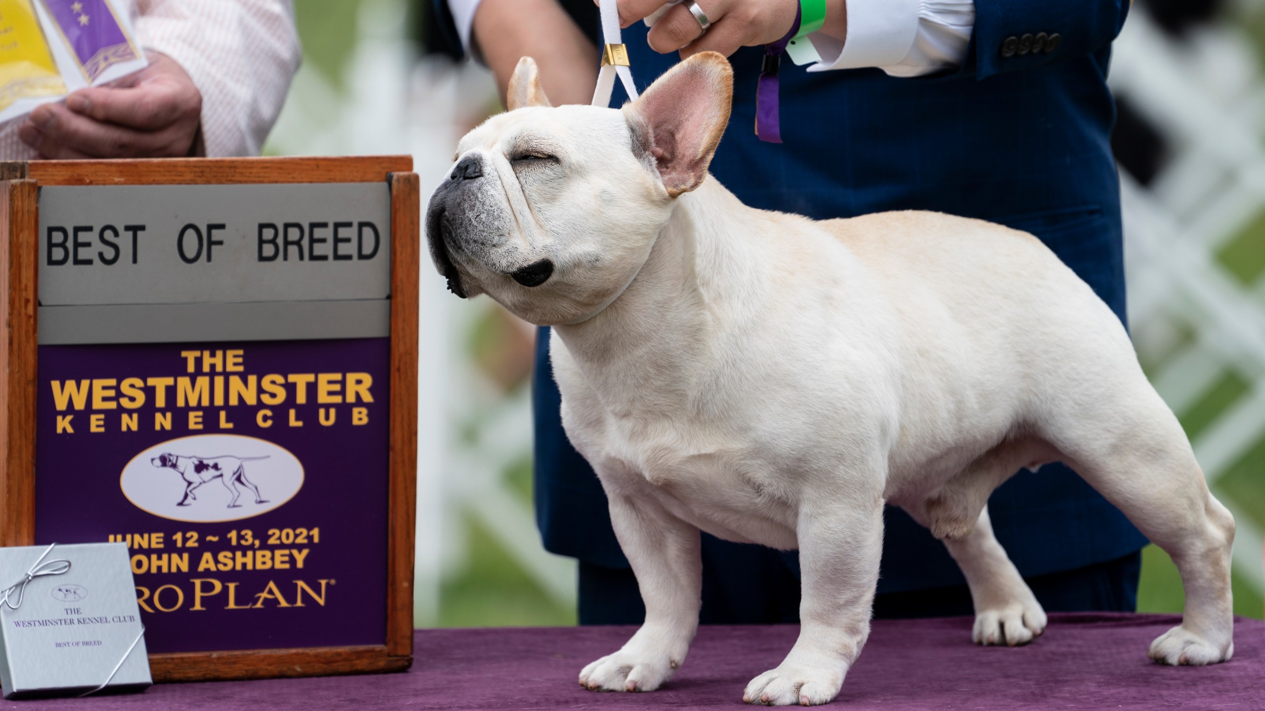 Mathew, a French bulldog, wins the top prize in his breed group at the 145th Annual Westminster Kennel Club Dog Show, Saturday, June 12, 2021, in Tarrytown, N.Y. (AP Photo/John Minchillo)