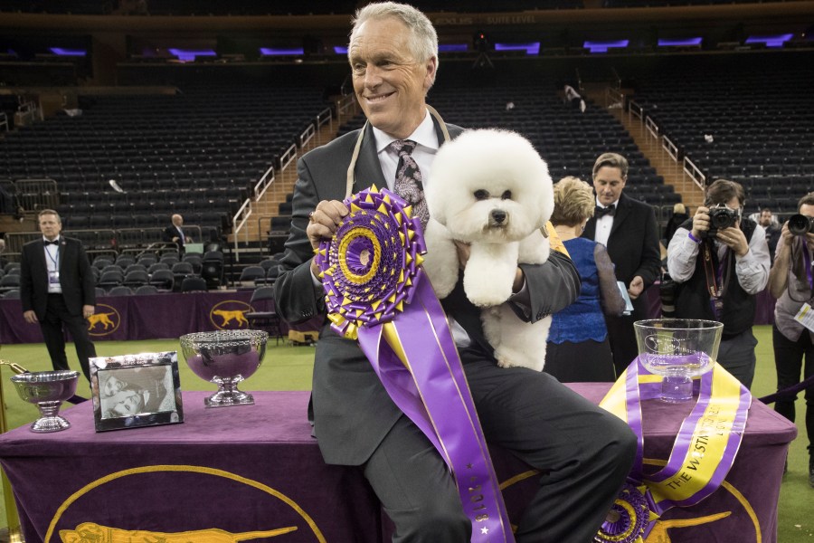 In this Feb. 13, 2018, file photo, handler Bill McFadden poses for photos with Flynn, a bichon frise, after Flynn won best in show during the 142nd Westminster Kennel Club Dog Show, Tuesday, Feb. 13, 2018, at Madison Square Garden in New York. McFadden, who has guided two Westminster winners, was rear-ended and injured while driving a van full of dogs cross-country to the show, his wife and fellow star handler, Taffe McFadden, said Saturday, June 12, 2021. (AP Photo/Mary Altaffer, File)