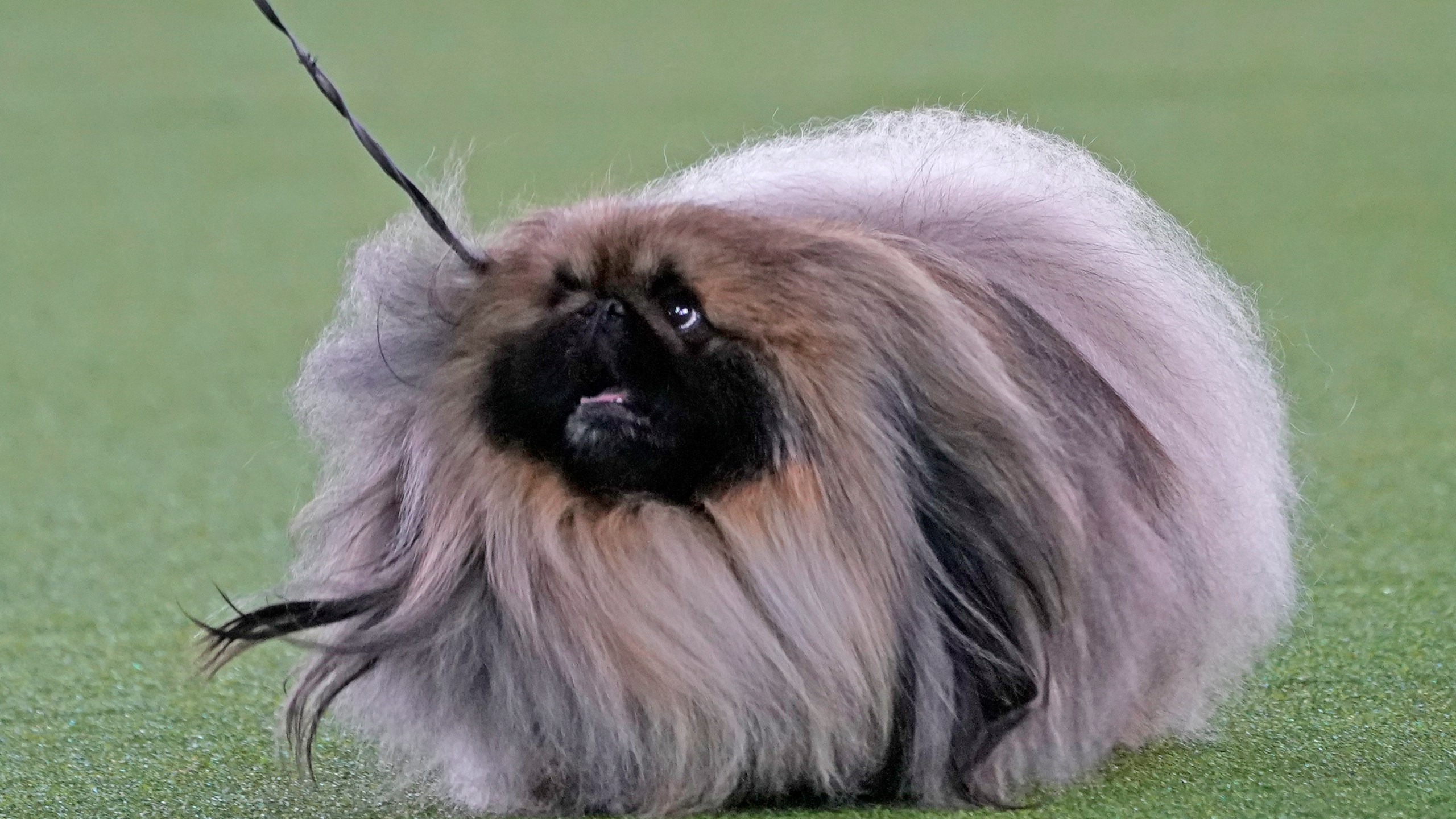 A Pekingese walks with its handler in the Best in Show at the Westminster Kennel Club dog show, Sunday, June 13, 2021, in Tarrytown, N.Y. The dog won the blue ribbon in Best in Show. (AP Photo/Kathy Willens)