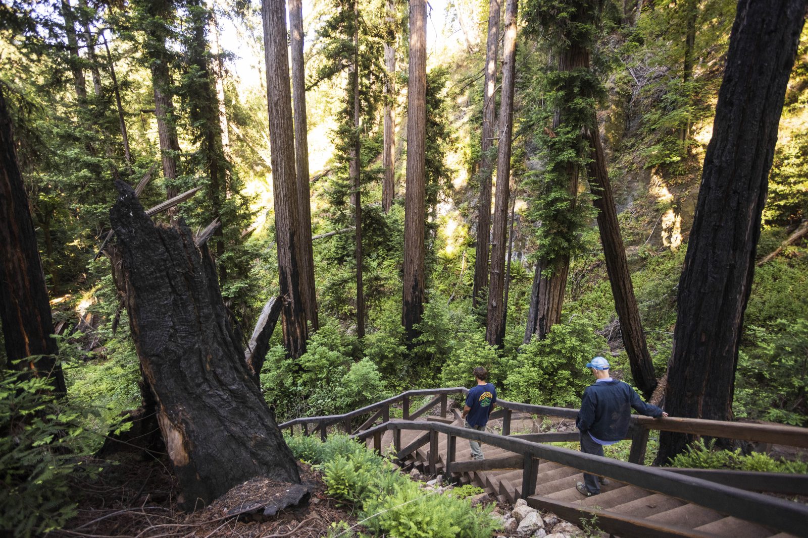 The Pfeiffer Falls Trail in Pfeiffer Big Sur State Park is seen in this undated file photo from the Save The Redwoods League. (Max Whittaker/Save The Redwoods League via Associated Press)