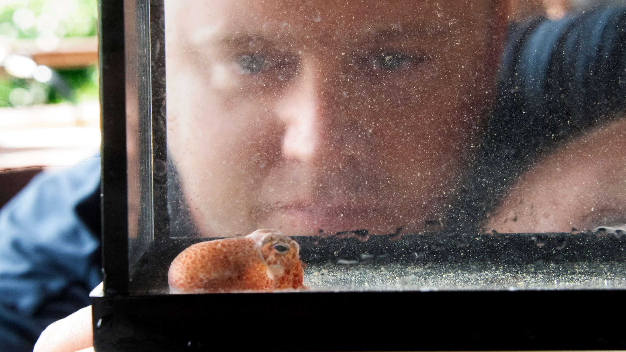 Lab manager Randall Scarborough looks at a squid in Honolulu on June 11, 2021. Dozens of baby squid from Hawaii are in space for study. The baby Hawaiian bobtail squid were raised at the University of Hawaii's Kewalo Marine Laboratory and were blasted into space earlier this month on a SpaceX resupply mission to the International Space Station. (Craig T. Kojima, Honolulu Star-Advertiser via AP)