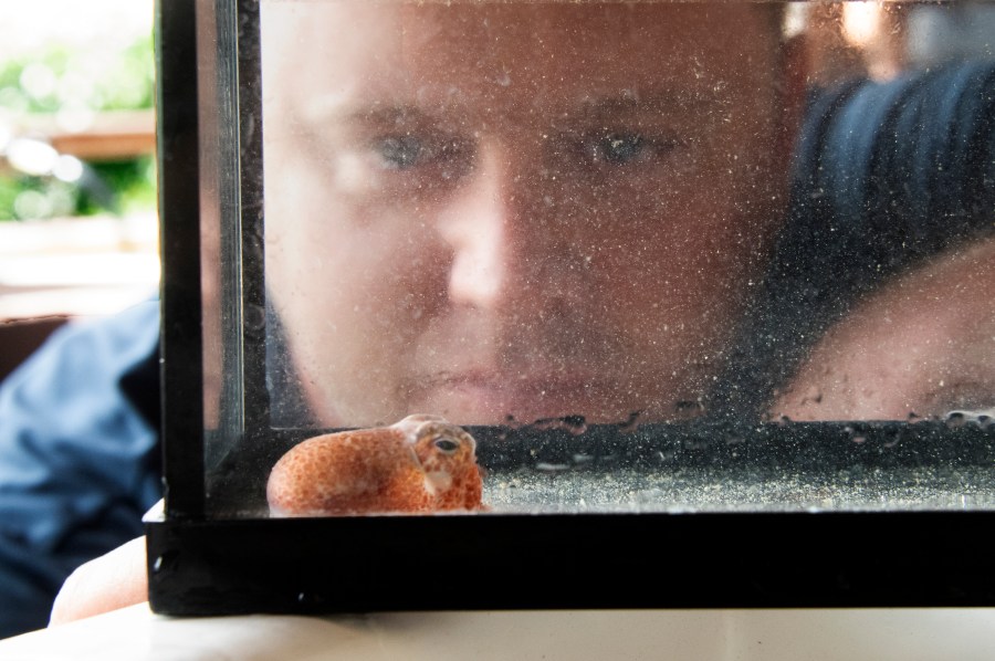 Lab manager Randall Scarborough looks at a squid in Honolulu on June 11, 2021. Dozens of baby squid from Hawaii are in space for study. The baby Hawaiian bobtail squid were raised at the University of Hawaii's Kewalo Marine Laboratory and were blasted into space earlier this month on a SpaceX resupply mission to the International Space Station. (Craig T. Kojima, Honolulu Star-Advertiser via AP)