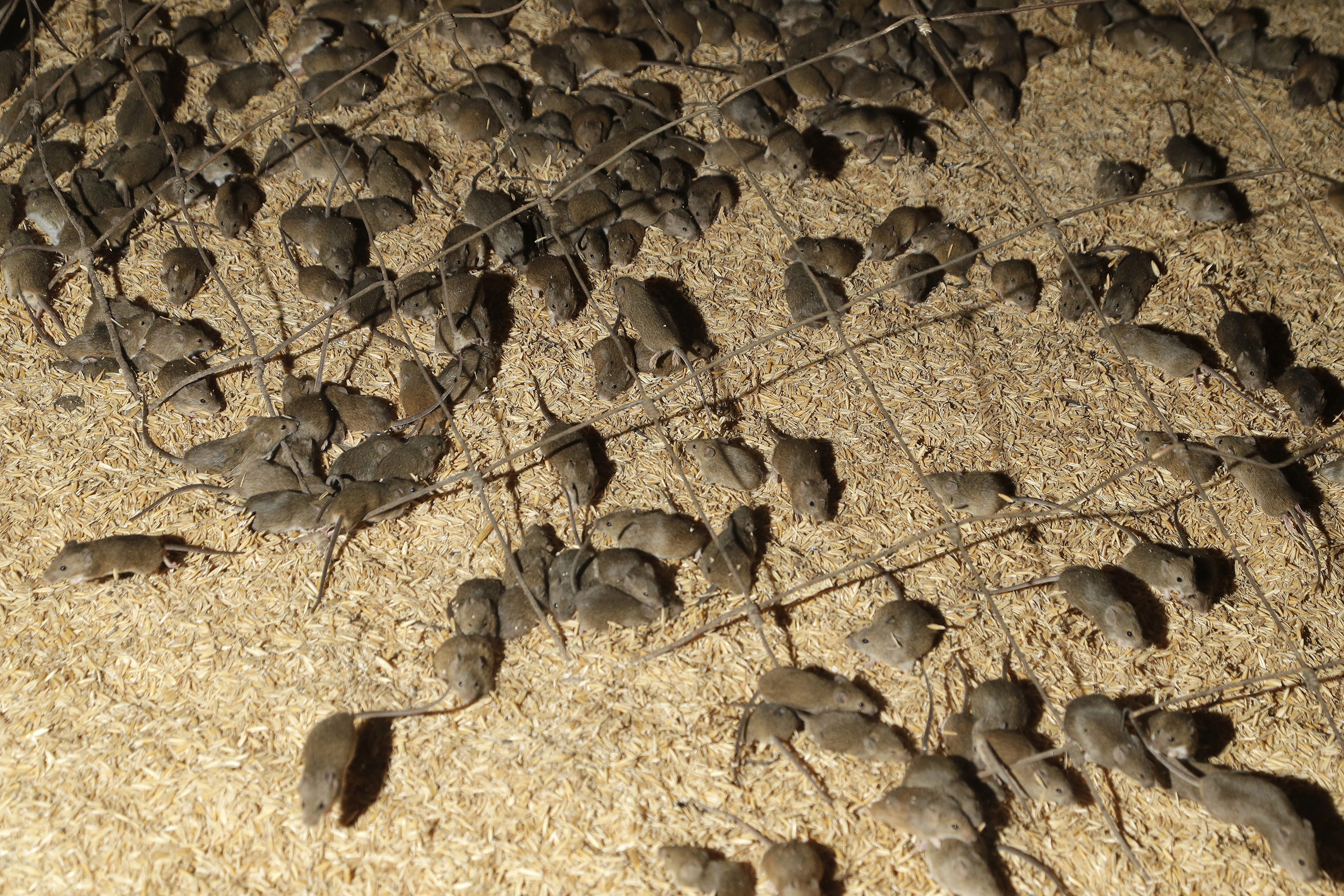 In this May 19, 2021, file photo, mice scurry around stored grain on a farm near Tottenham, Australia. A mouse plague that has ravaged vast swathes of eastern Australia has forced the evacuation of a prison while authorities repair gnawed electrical wiring and clear dead and decaying mice from wall cavities and ceilings, Corrective Services Commissioner Peter Severin said on Tuesday, June 22, 2021. (AP Photo/Rick Rycroft, File)