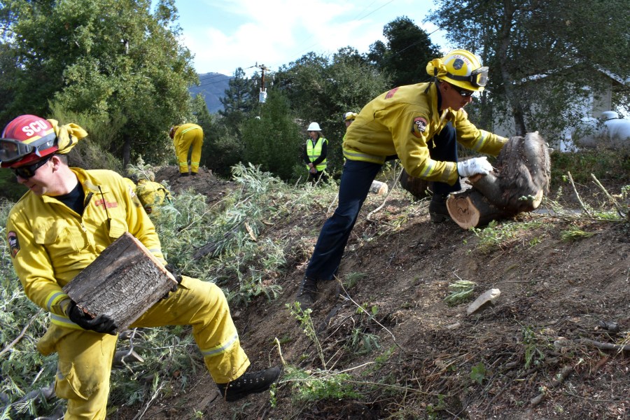 In this Nov. 20, 2019, file photo a fire prevention crew hauls away sections of a tree they cut down near Redwood Estates, Calif. California Gov. Gavin Newsom has vastly overstated wildfire prevention work done under his administration according to an investigation by Capital Public Radio published Wednesday, June, 23, 2021. (AP Photo/Matthew Brown, File)