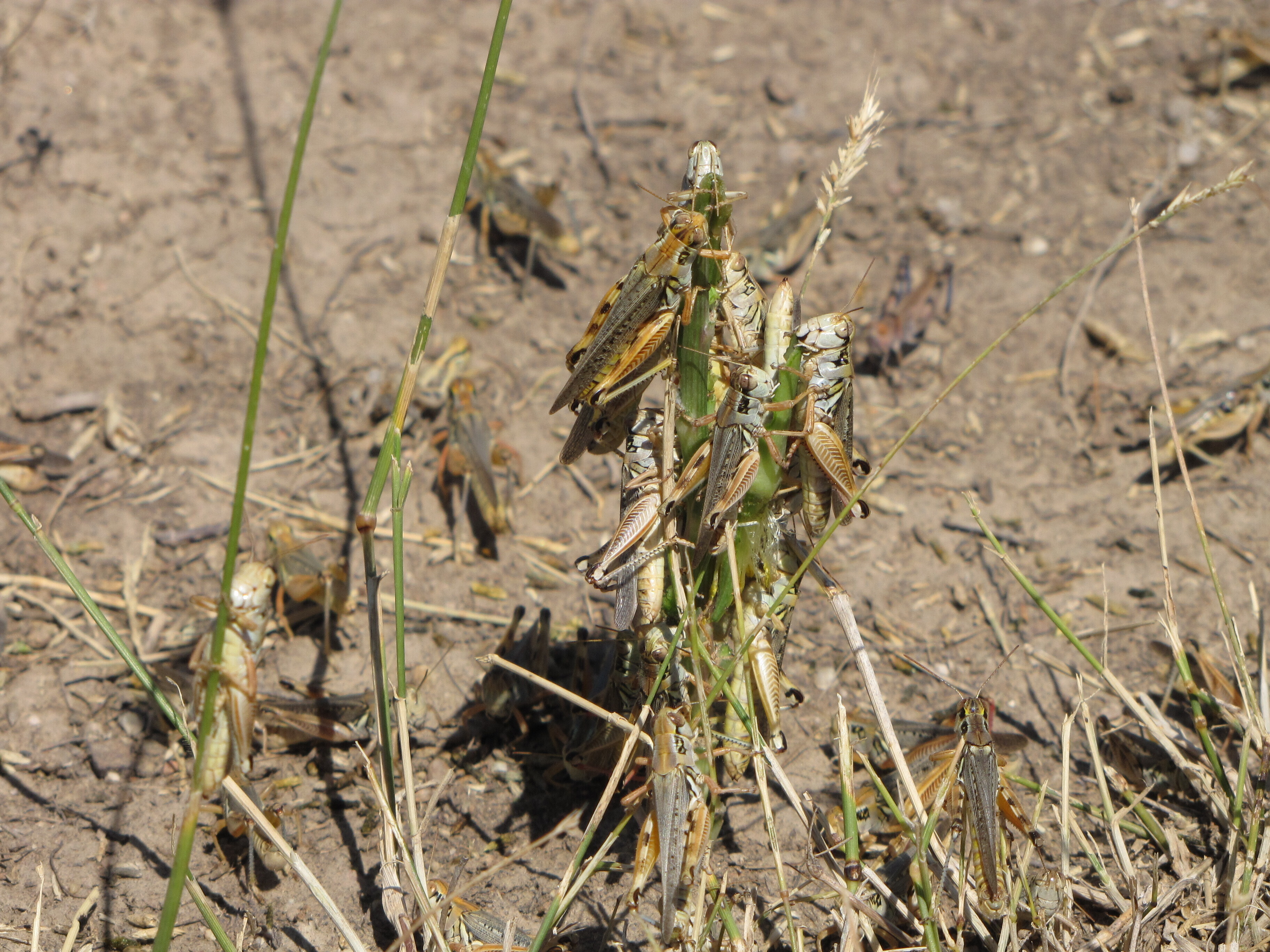 In this photo provided by the U.S. Department of Agriculture's Animal and Plant Health Inspection Service, grasshoppers are seen eating a plant in this undated handout photo from the U.S. Department of Agriculture. Federal agriculture officials are launching what could be the largest grasshopper-killing campaign since the 1980s amid an outbreak of the drought-loving insects that cattle ranchers fear will strip bare public and private rangelands. (U.S. Department of Agriculture's Animal and Plant Health Inspection Service via AP)