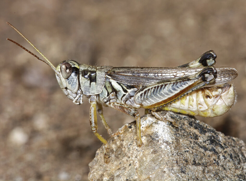 This undated photo provided by the U.S. Department of Agriculture's Animal and Plant Health Inspection Service shows a male migratory grasshopper. (U.S. Department of Agriculture's Animal and Plant Health Inspection Service via AP)