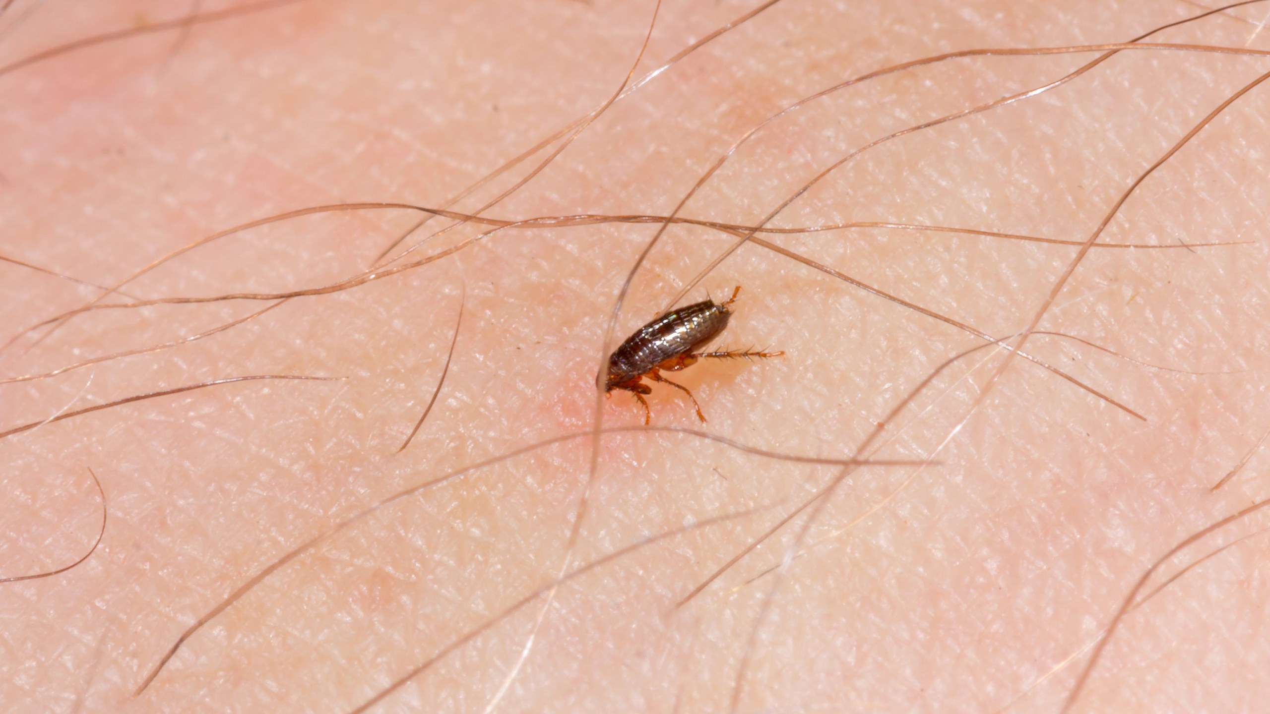 A flea is seen in a file photo. (iStock/Getty Images Plus)