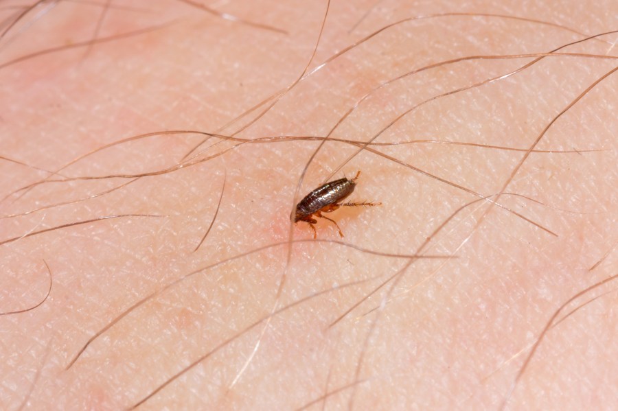 A flea is seen in a file photo. (iStock/Getty Images Plus)