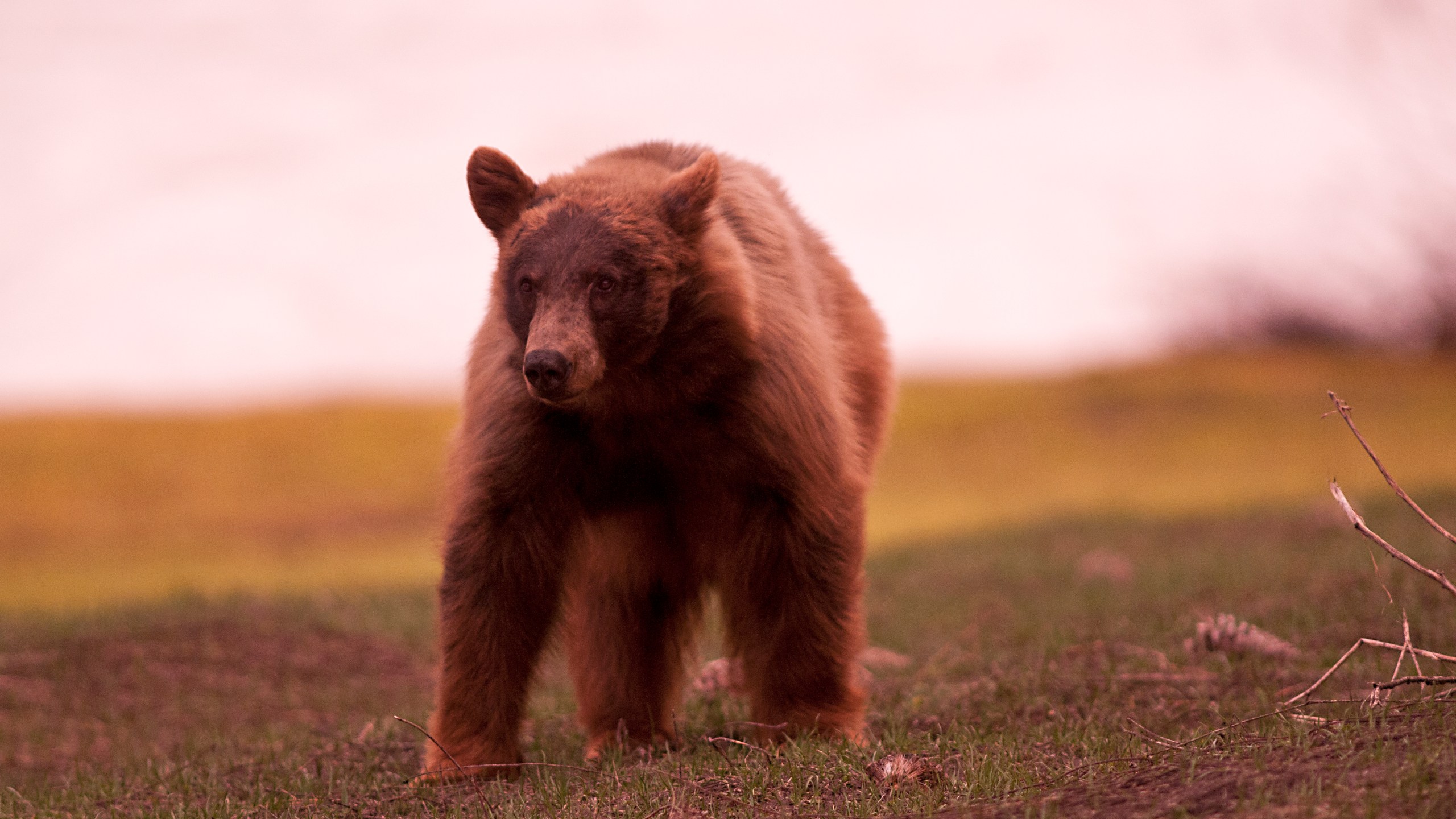 In this file photo, a black bear grazes in Tuolumne Meadows in Yosemite National Park. (iStock/Getty Images Plus)