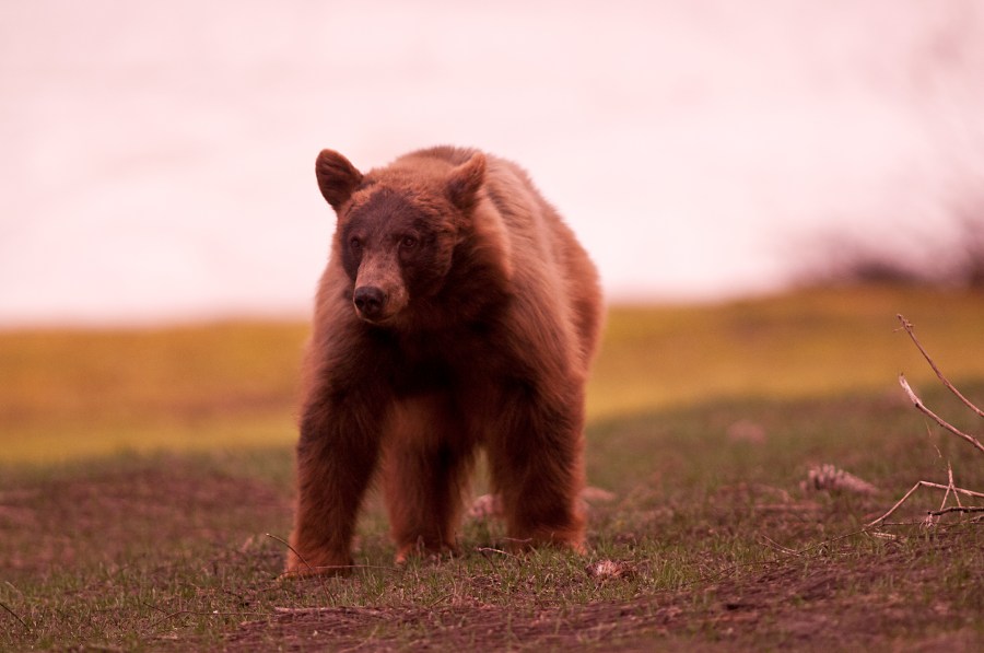 In this file photo, a black bear grazes in Tuolumne Meadows in Yosemite National Park. (iStock/Getty Images Plus)