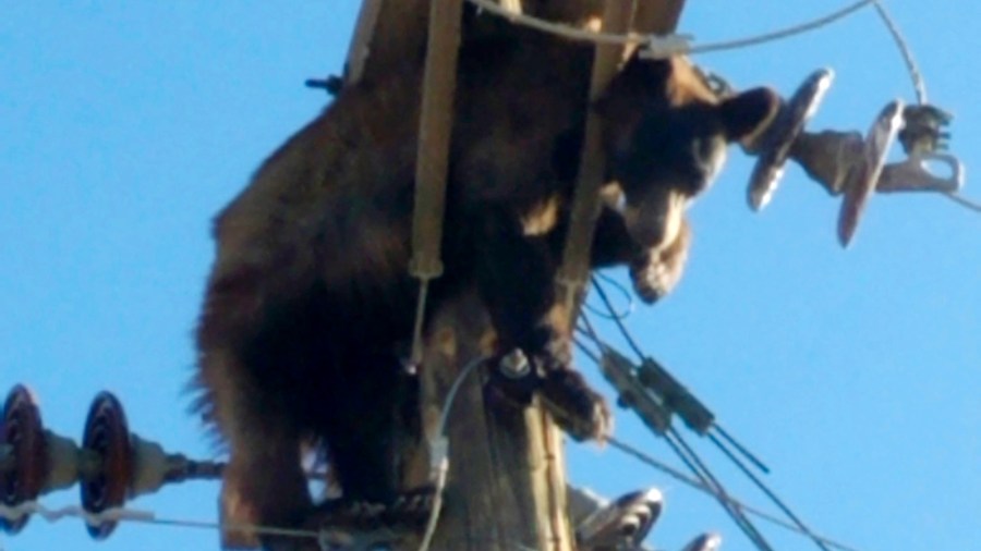 This photo provided by Werner Neubauer shows a bear tangled in power pole wires in Willcox, Ariz., Monday, June 7, 2021. (Courtesy of Werner Neubauer via AP)