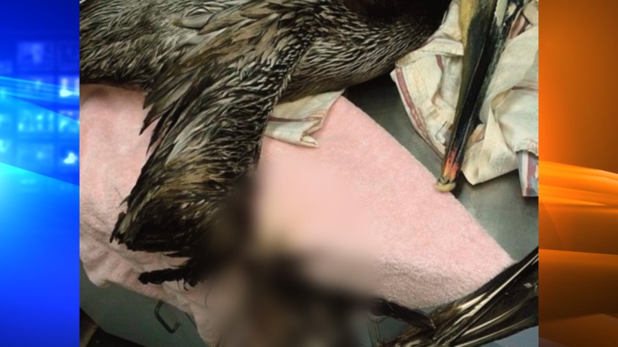 The Wetlands and Wildlife Care Center released an image of one of the mutilated birds.