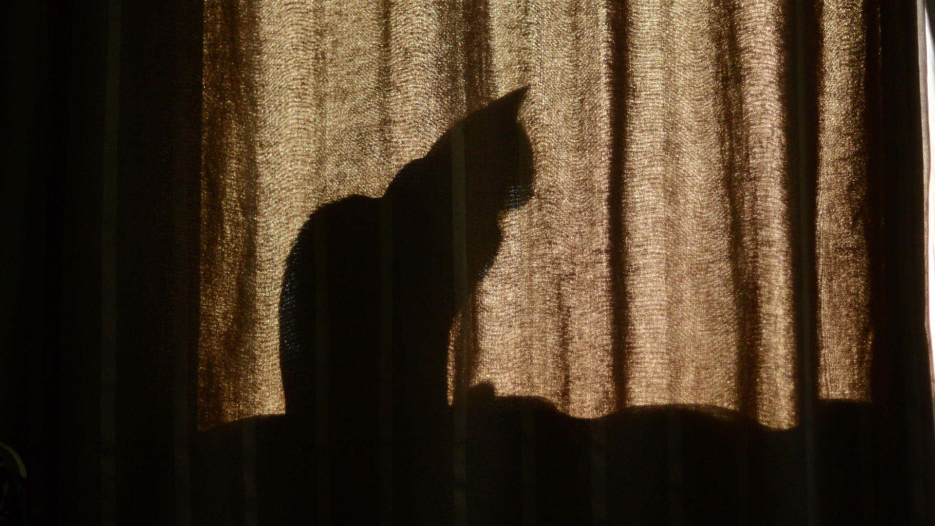 A cat is seen sitting in a windowsill in the file image. (Getty Images stock photo)