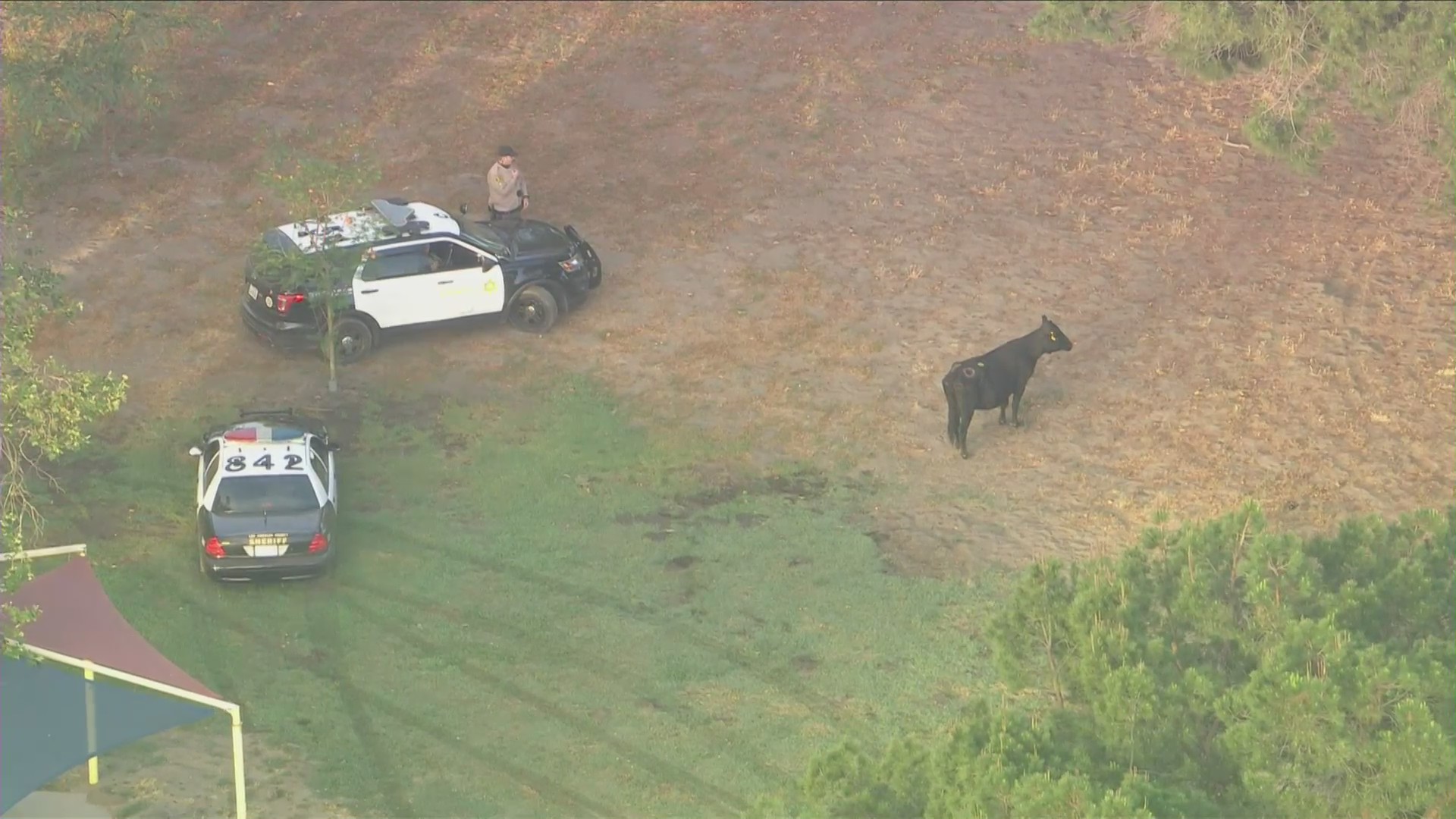 A cow who went missing from a Pico Rivera slaughterhouse earlier in the week resurfaced in South El Monte on June 24, 2021. (KTLA)