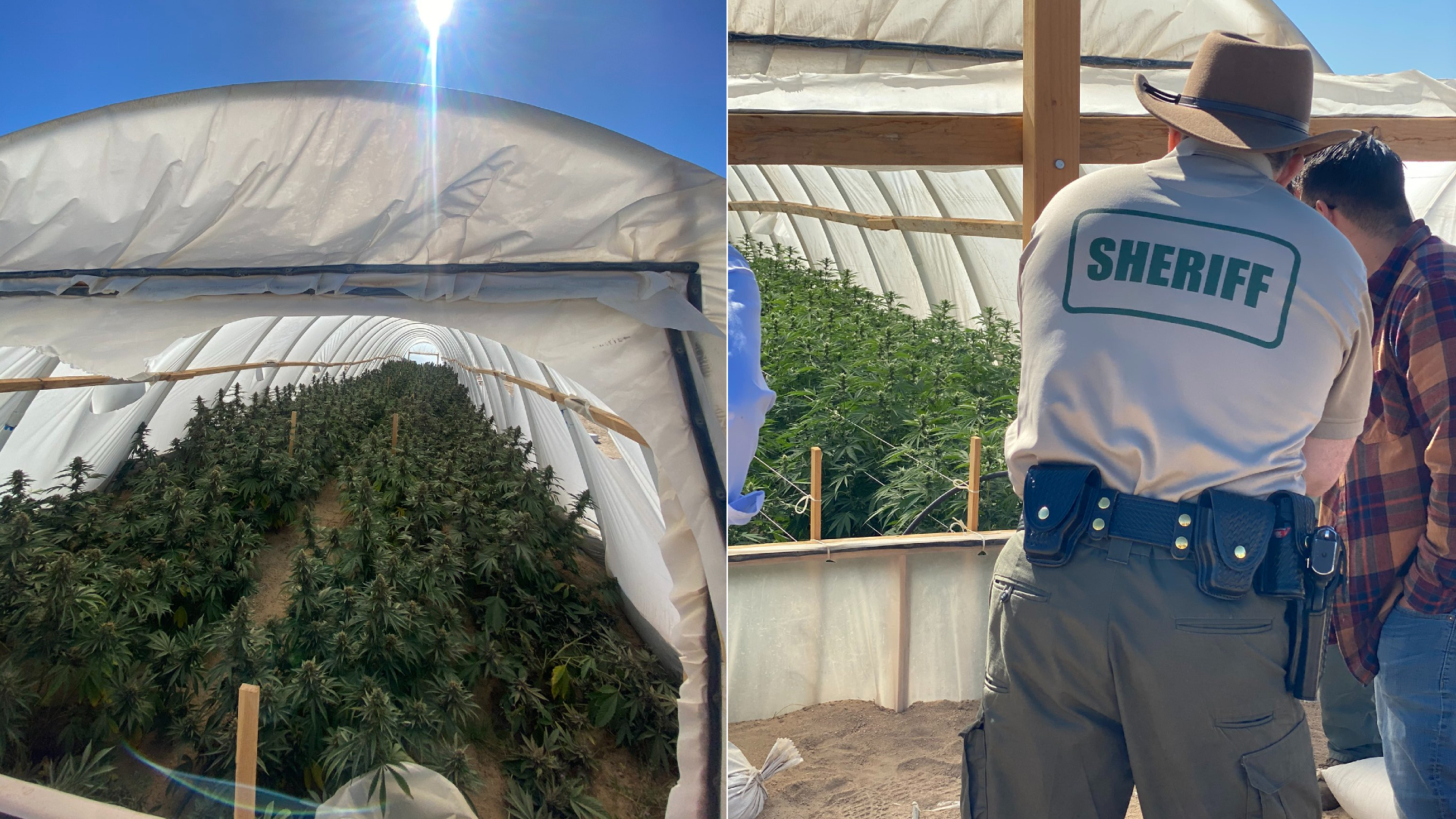 Los Angeles County sheriff’s officials execute marijuana grow raids in the Antelope Valley on June 8, 2021, in images released by the Sheriff’s Department.