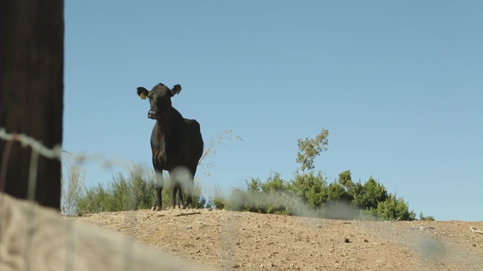 A lone cow that escaped a Pico Rivera slaughterhouse with a herd of 40 arrived at Farm Sanctuary where she will get another chance at life. (Photo courtesy of: Farm Sanctuary)