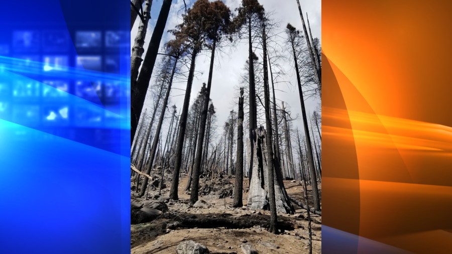 In this April 22, 2021, photo provided by Sequoia & Kings Canyon National Parks, is a stand of burned sequoias in the Board Camp Grove in Sequoia National Park, Calif., following the 2020 Castle Fire. At least a tenth of the world's mature giant sequoias were destroyed by a single California wildfire that tore through the southern Sierra Nevada last year, according to a draft report prepared by scientists with the National Park Service. The Visalia Times-Delta newspaper obtained a copy of the report that describes catastrophic destruction from the Castle Fire, which charred 273 square miles of timber in Sequoia National Park. (Tony Caprio/Sequoia & Kings Canyon National Parks via AP)