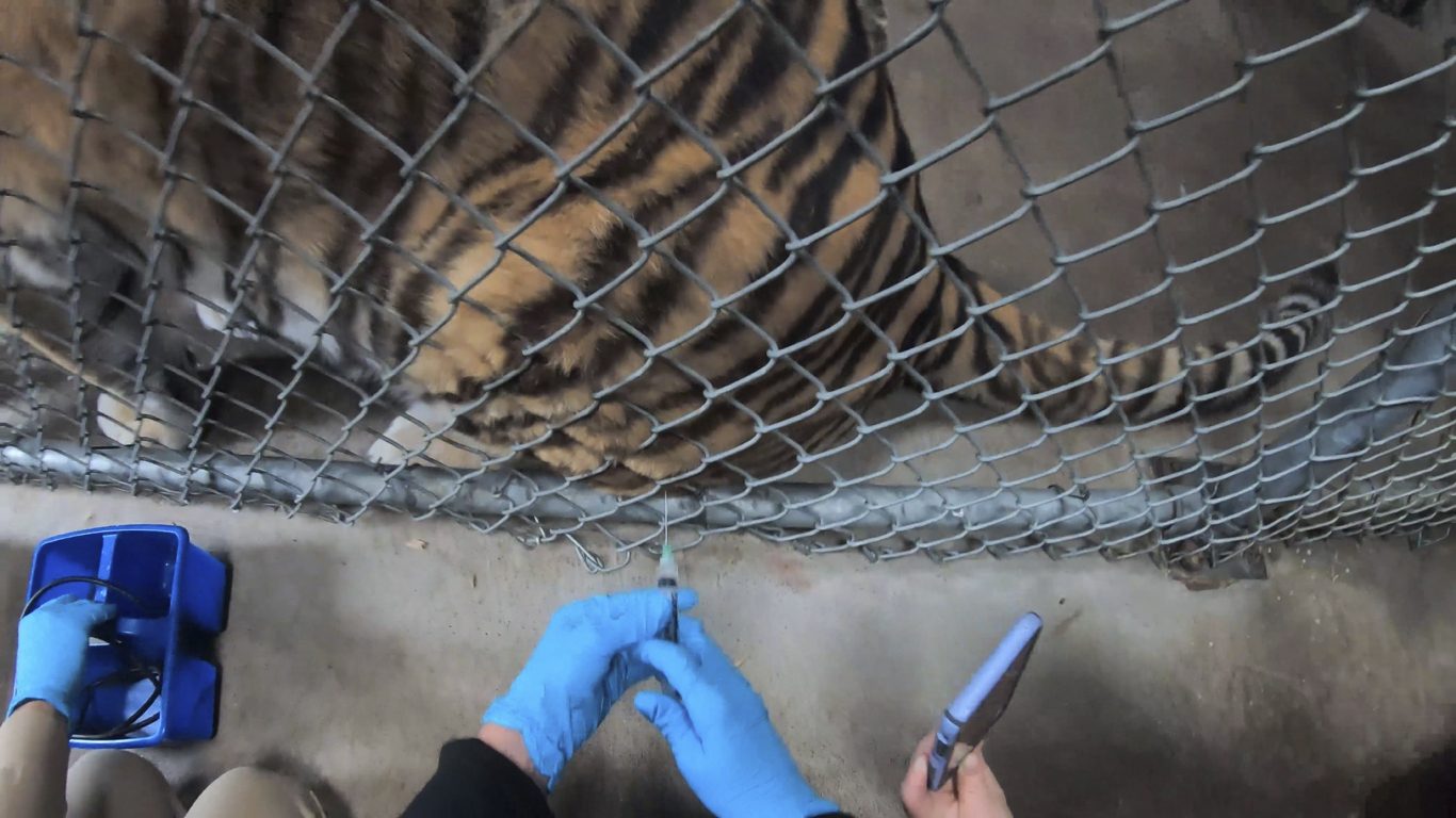 In this Thursday, July 1, 2021, image released by the Oakland Zoo, a tiger receives a COVID-19 vaccine at the Oakland Zoo in Oakland, Calif. Tigers are trained to voluntarily present themselves for minor medical procedures, including COVID-19 vaccinations. The Oakland Zoo zoo is vaccinating its large cats, bears and ferrets against the coronavirus using an experimental vaccine being donated to zoos, sanctuaries and conservatories across the country. (Oakland Zoo via AP)