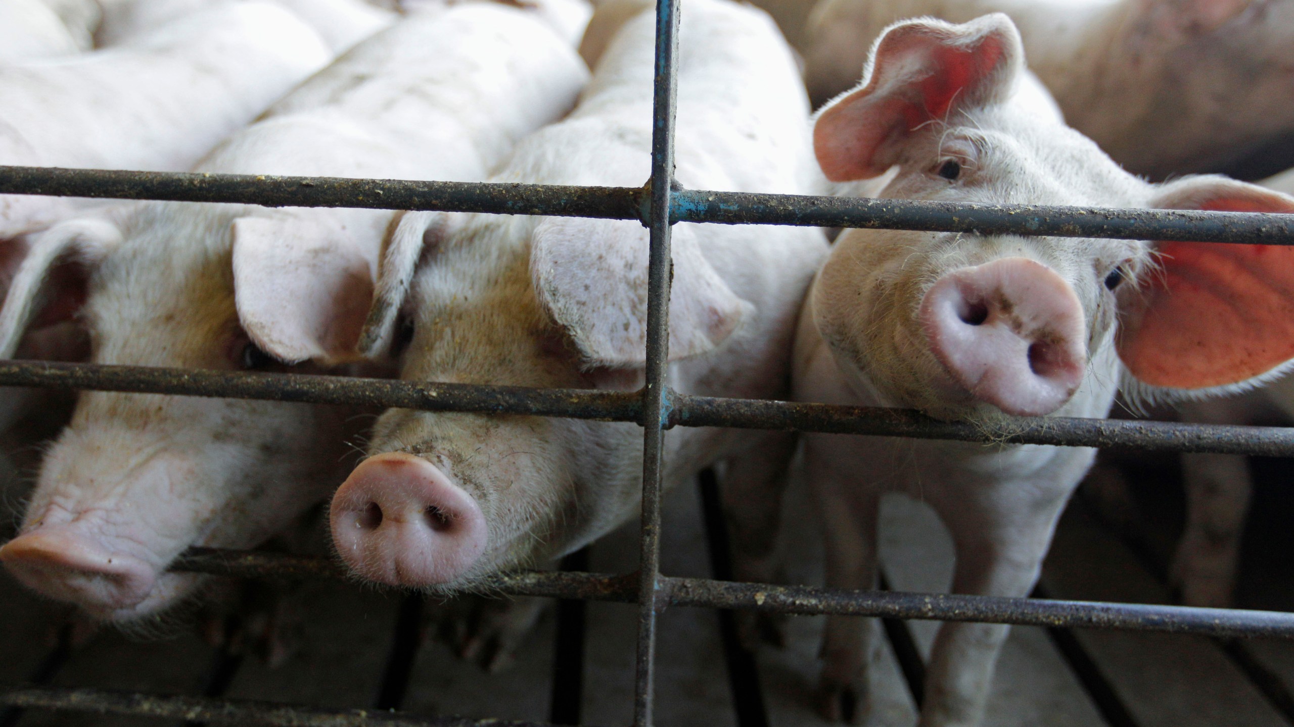 This June, 28, 2012, file photo shows hogs at a farm in Buckhart, Ill. The Biden administration plans to revive a set of rules designed to protect the rights of farmers who raise cows, chickens and hogs against the country's largest meat processors that the Trump administration killed four years ago. (AP Photo/M. Spencer Green, File)