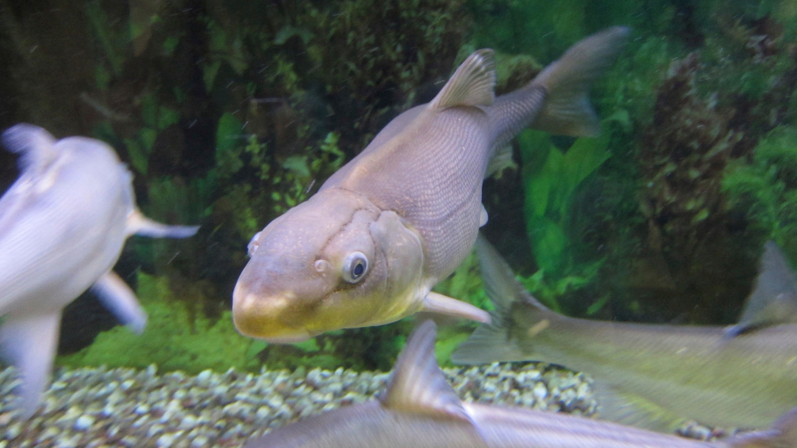 In this Tuesday, Oct. 2, 2018, file photo, a Colorado River razorback sucker fish is shown swimming in a tank at the U.S. Fish and Wildlife Service office in Lakewood, Colo. (AP Photo/Dan Elliott, File)